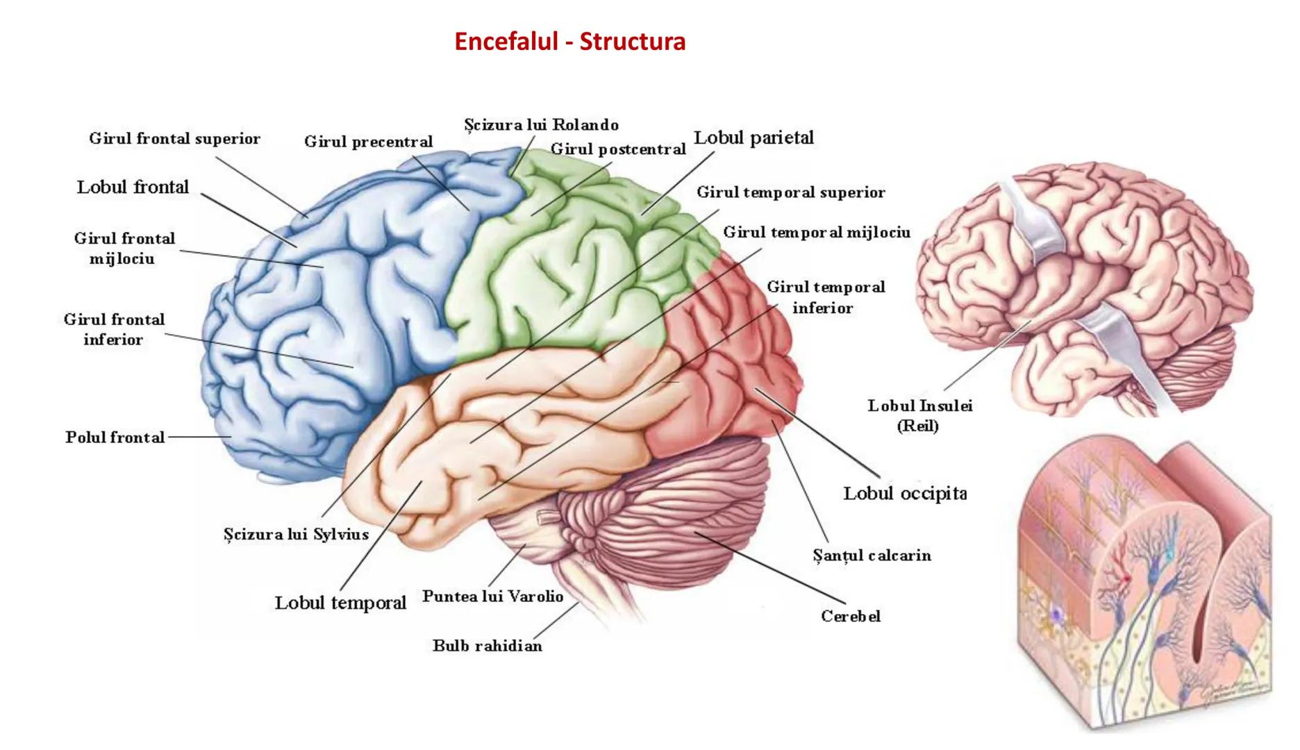 Atom
Tissue
Organelle
Cell
Macromolecule
Chromosome
Molecule
Nucleus
Cell
Nucleosome
DNA
Nucleotide
base pairs:
Guanine
Cytosine
Ad