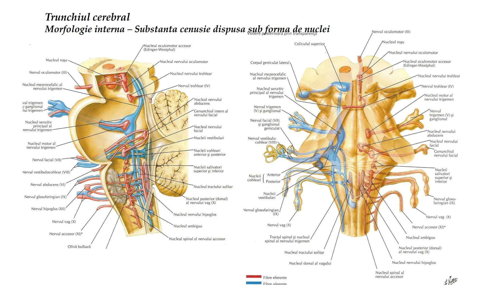 Atom
Tissue
Organelle
Cell
Macromolecule
Chromosome
Molecule
Nucleus
Cell
Nucleosome
DNA
Nucleotide
base pairs:
Guanine
Cytosine
Ad