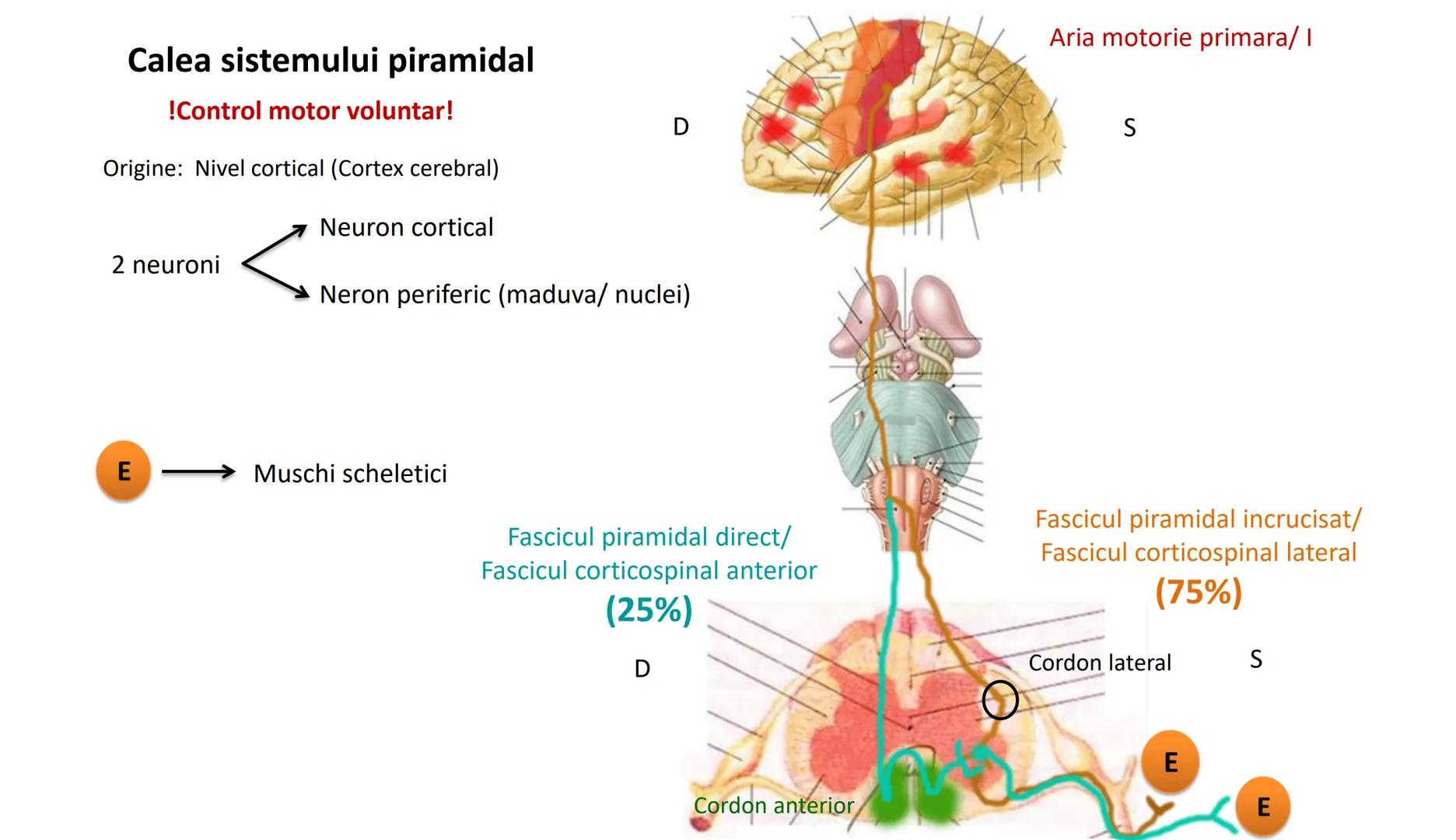 Atom
Tissue
Organelle
Cell
Macromolecule
Chromosome
Molecule
Nucleus
Cell
Nucleosome
DNA
Nucleotide
base pairs:
Guanine
Cytosine
Ad