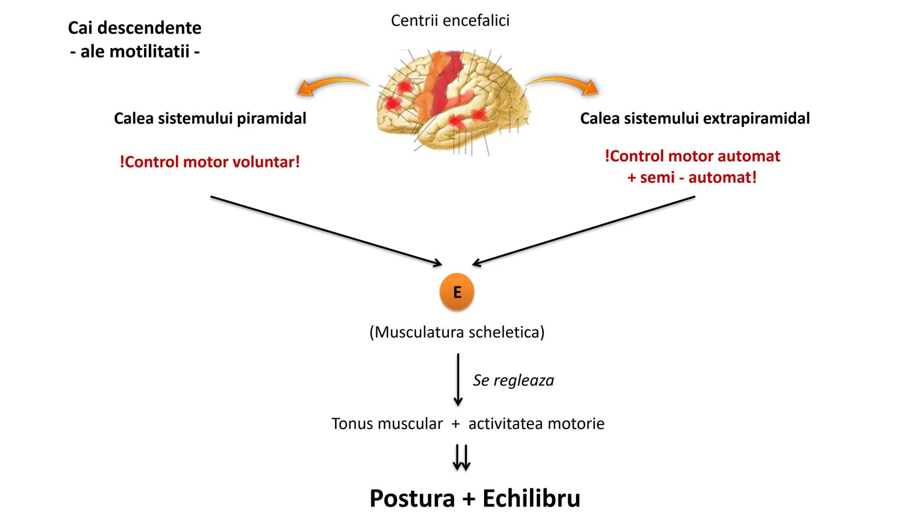 Atom
Tissue
Organelle
Cell
Macromolecule
Chromosome
Molecule
Nucleus
Cell
Nucleosome
DNA
Nucleotide
base pairs:
Guanine
Cytosine
Ad