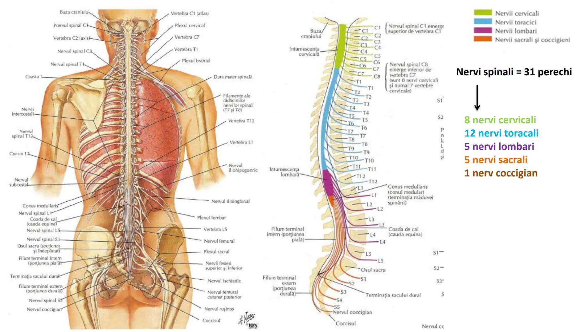 Atom
Tissue
Organelle
Cell
Macromolecule
Chromosome
Molecule
Nucleus
Cell
Nucleosome
DNA
Nucleotide
base pairs:
Guanine
Cytosine
Ad