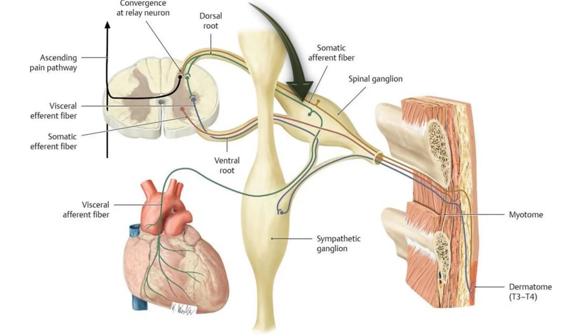 Atom
Tissue
Organelle
Cell
Macromolecule
Chromosome
Molecule
Nucleus
Cell
Nucleosome
DNA
Nucleotide
base pairs:
Guanine
Cytosine
Ad