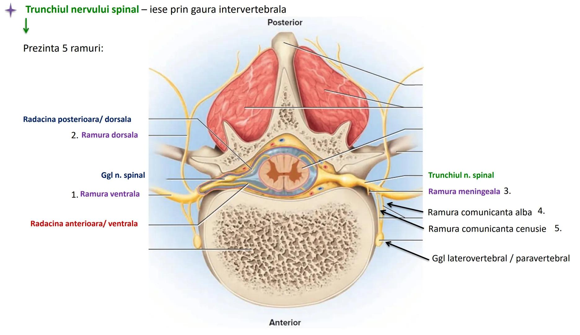 Atom
Tissue
Organelle
Cell
Macromolecule
Chromosome
Molecule
Nucleus
Cell
Nucleosome
DNA
Nucleotide
base pairs:
Guanine
Cytosine
Ad