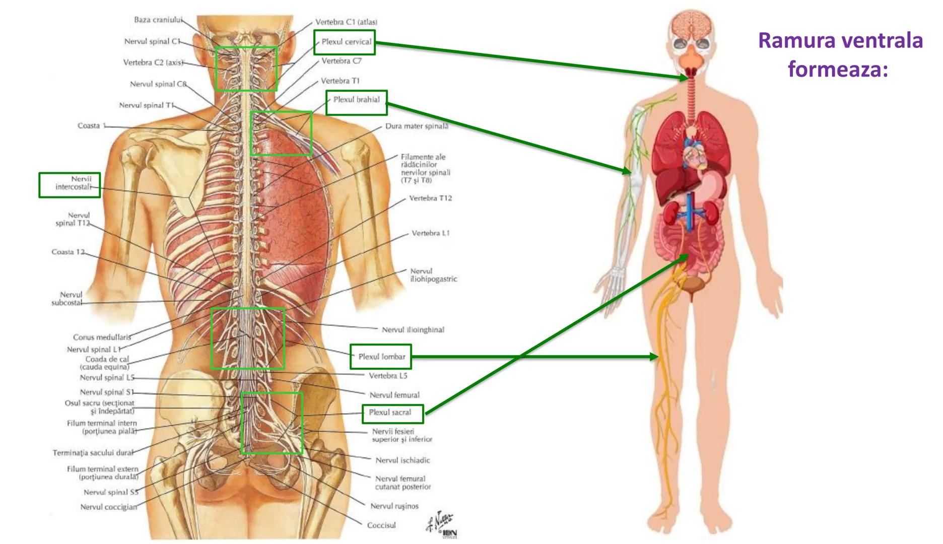 Atom
Tissue
Organelle
Cell
Macromolecule
Chromosome
Molecule
Nucleus
Cell
Nucleosome
DNA
Nucleotide
base pairs:
Guanine
Cytosine
Ad
