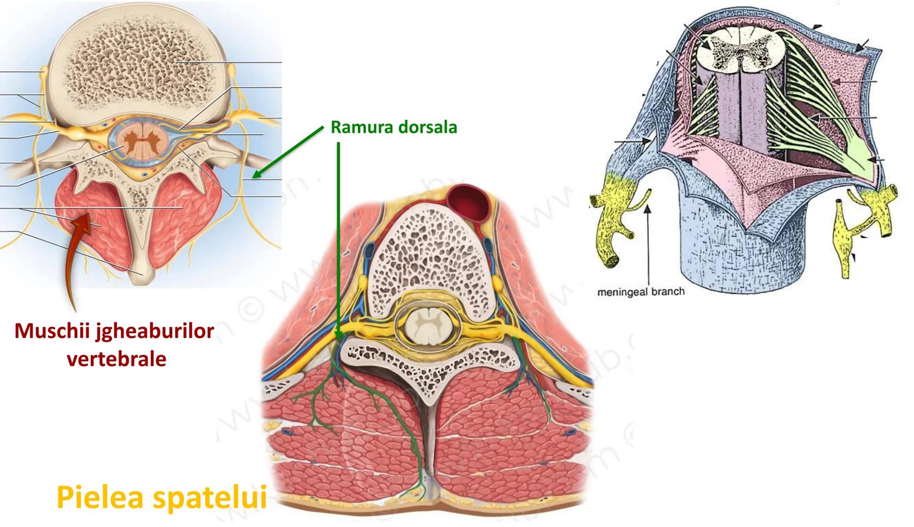 Atom
Tissue
Organelle
Cell
Macromolecule
Chromosome
Molecule
Nucleus
Cell
Nucleosome
DNA
Nucleotide
base pairs:
Guanine
Cytosine
Ad