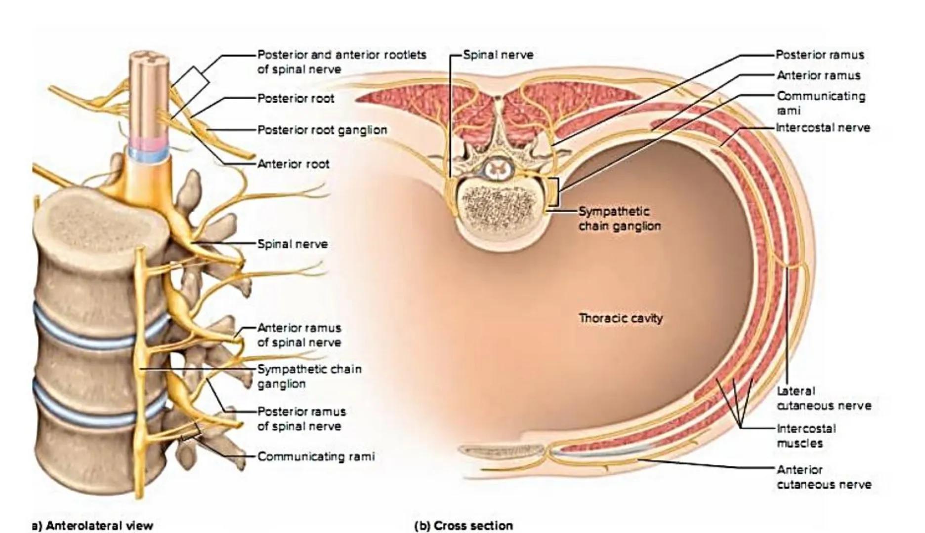 Atom
Tissue
Organelle
Cell
Macromolecule
Chromosome
Molecule
Nucleus
Cell
Nucleosome
DNA
Nucleotide
base pairs:
Guanine
Cytosine
Ad