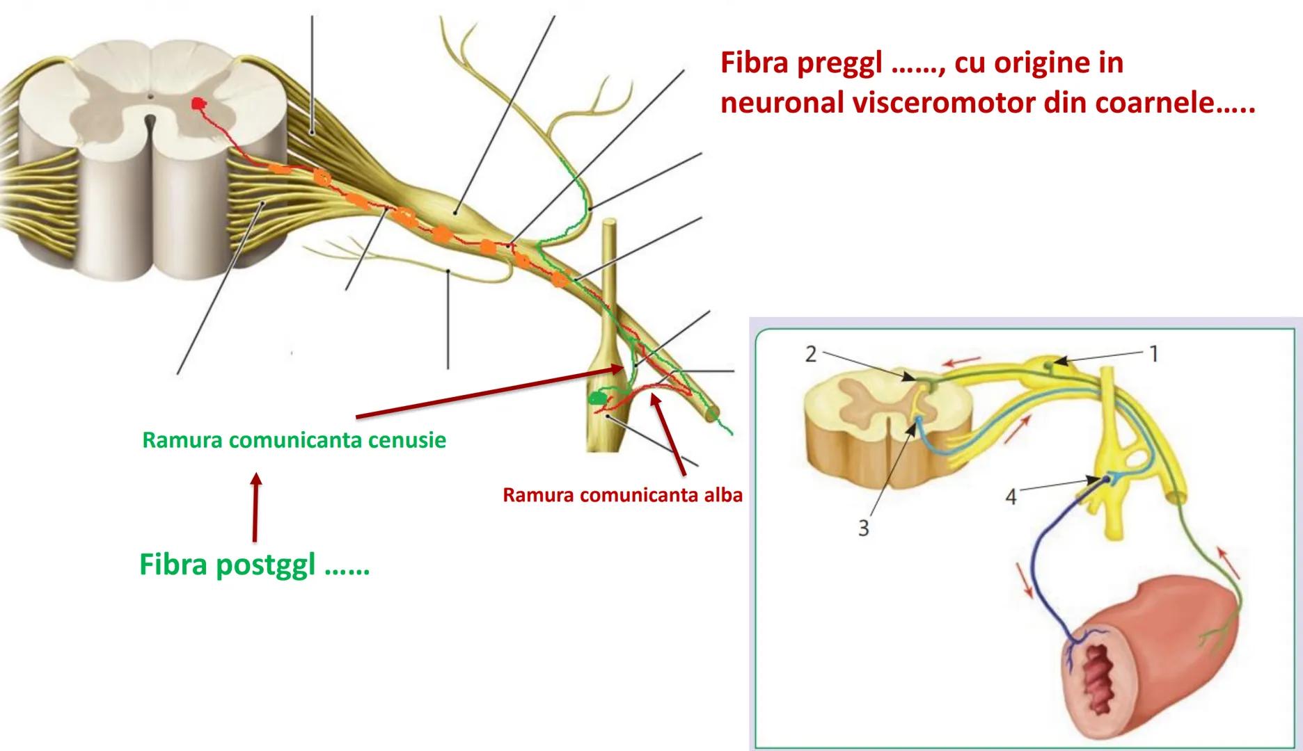 Atom
Tissue
Organelle
Cell
Macromolecule
Chromosome
Molecule
Nucleus
Cell
Nucleosome
DNA
Nucleotide
base pairs:
Guanine
Cytosine
Ad