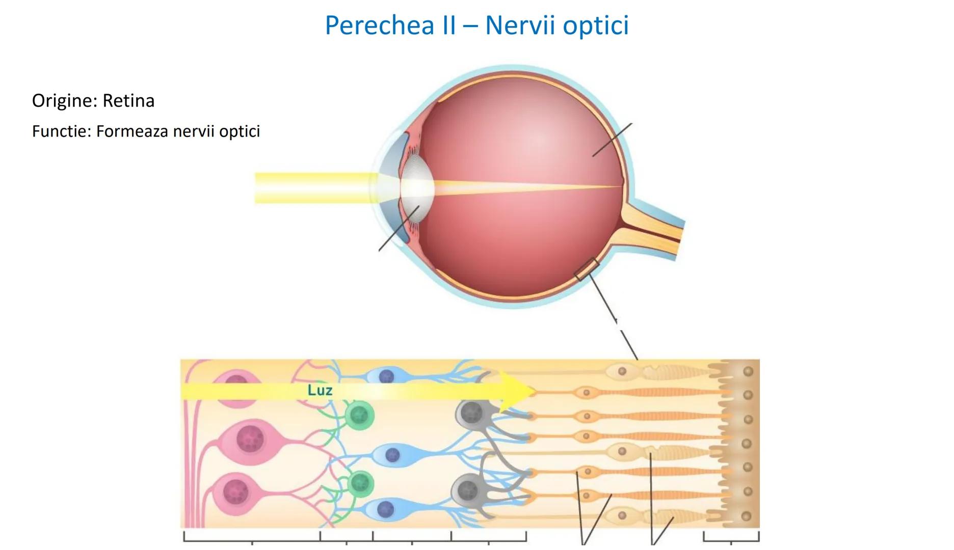 Atom
Tissue
Organelle
Cell
Macromolecule
Chromosome
Molecule
Nucleus
Cell
Nucleosome
DNA
Nucleotide
base pairs:
Guanine
Cytosine
Ad