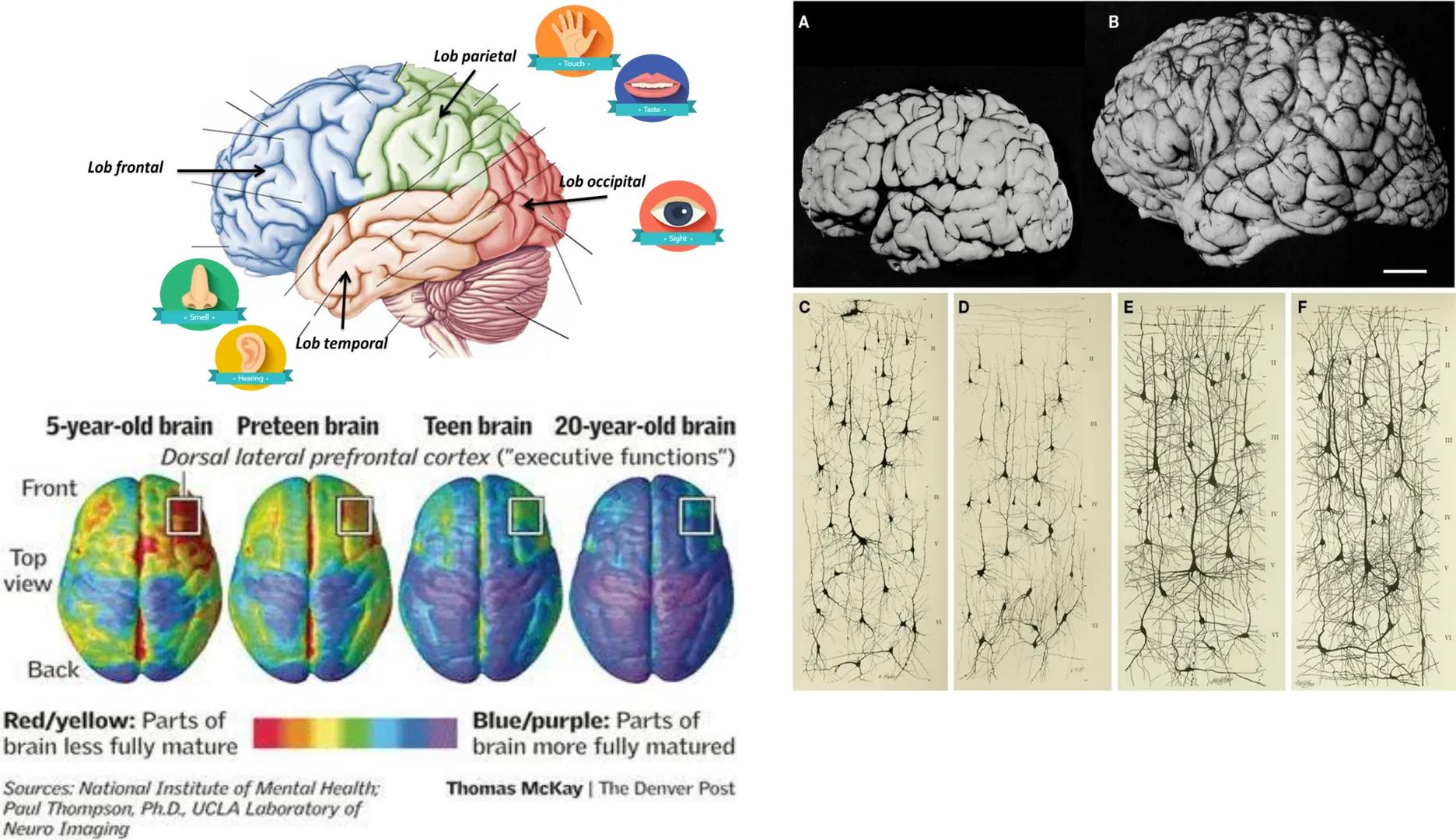 Atom
Tissue
Organelle
Cell
Macromolecule
Chromosome
Molecule
Nucleus
Cell
Nucleosome
DNA
Nucleotide
base pairs:
Guanine
Cytosine
Ad