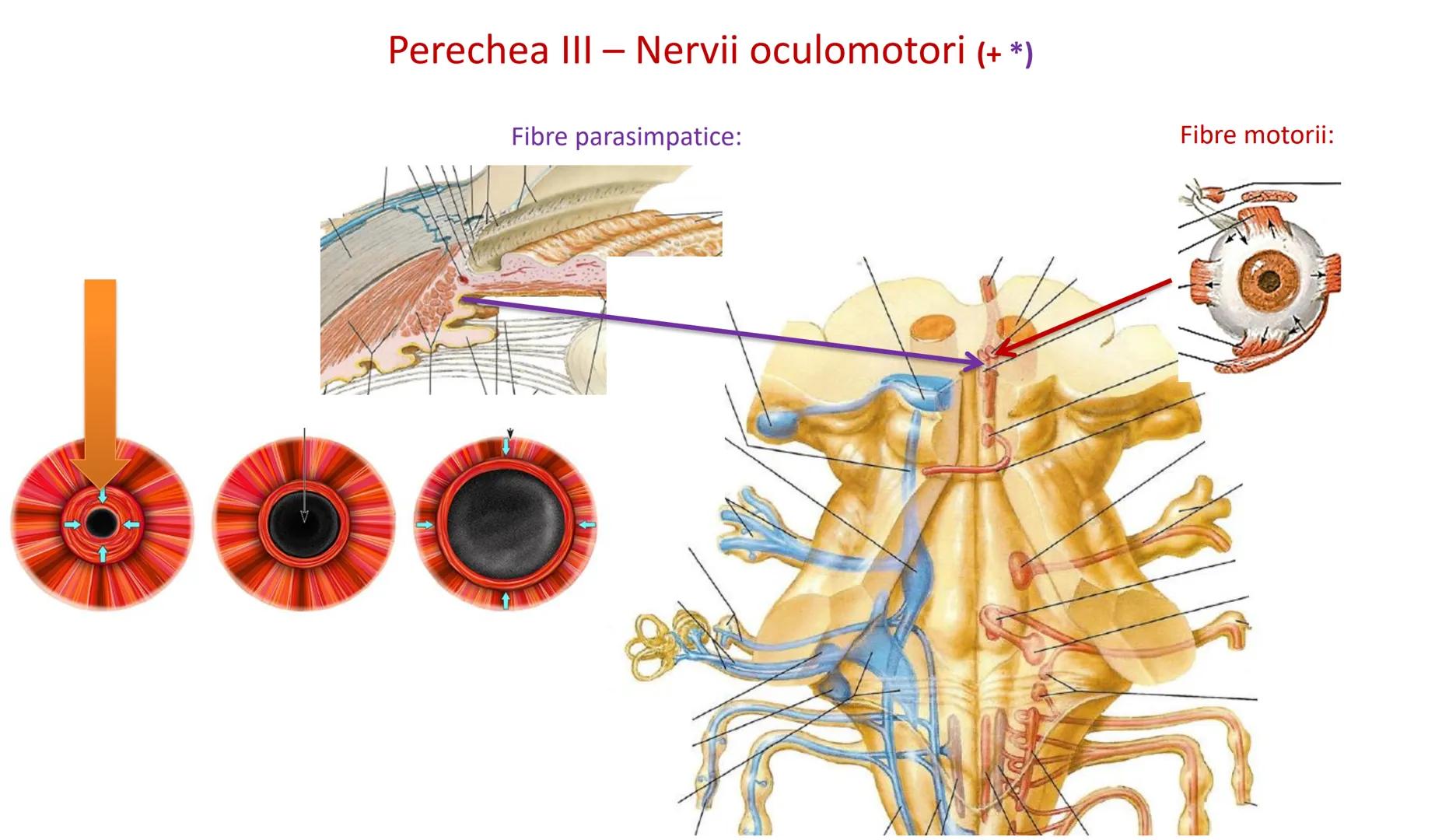 Atom
Tissue
Organelle
Cell
Macromolecule
Chromosome
Molecule
Nucleus
Cell
Nucleosome
DNA
Nucleotide
base pairs:
Guanine
Cytosine
Ad