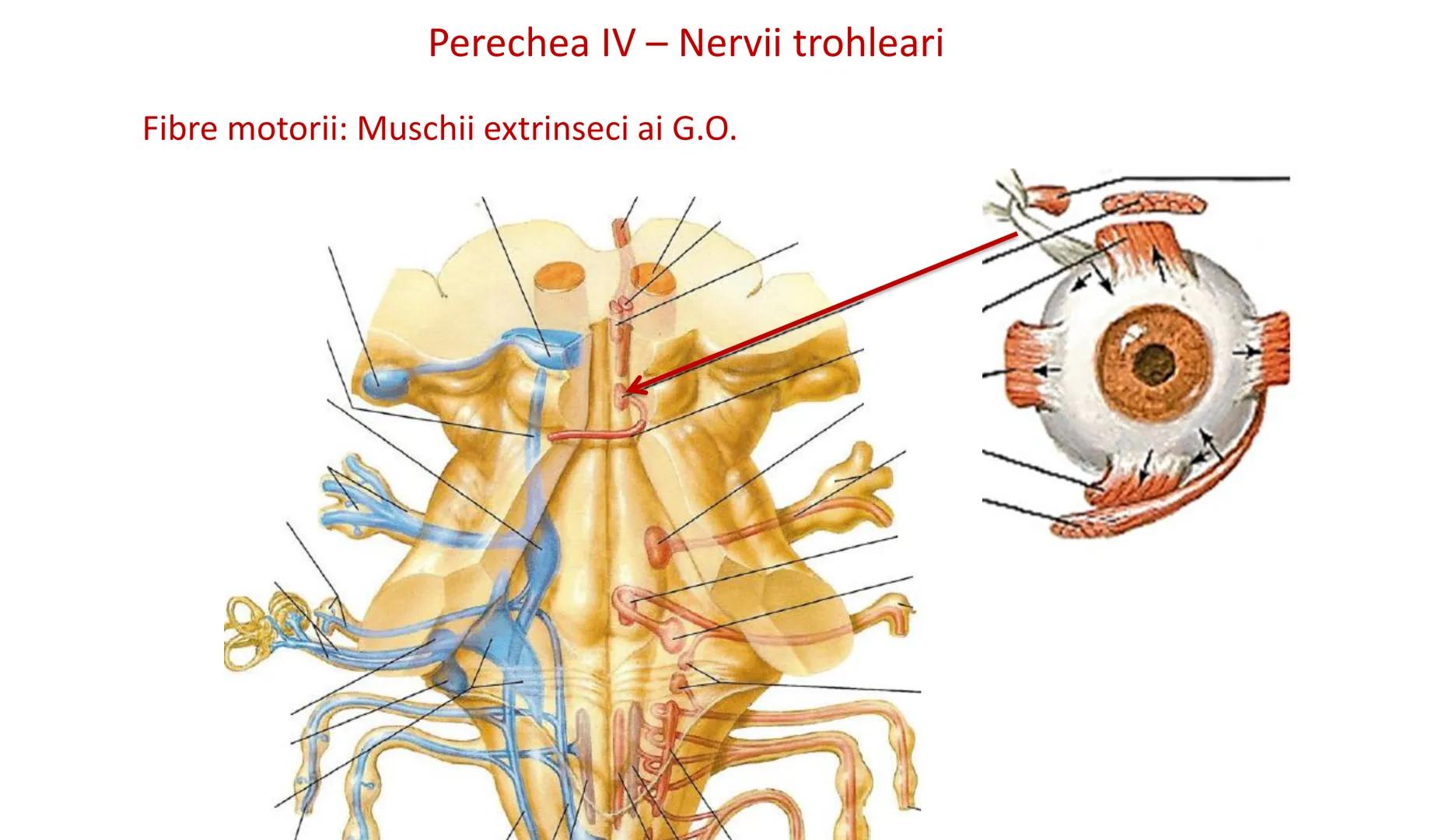 Atom
Tissue
Organelle
Cell
Macromolecule
Chromosome
Molecule
Nucleus
Cell
Nucleosome
DNA
Nucleotide
base pairs:
Guanine
Cytosine
Ad