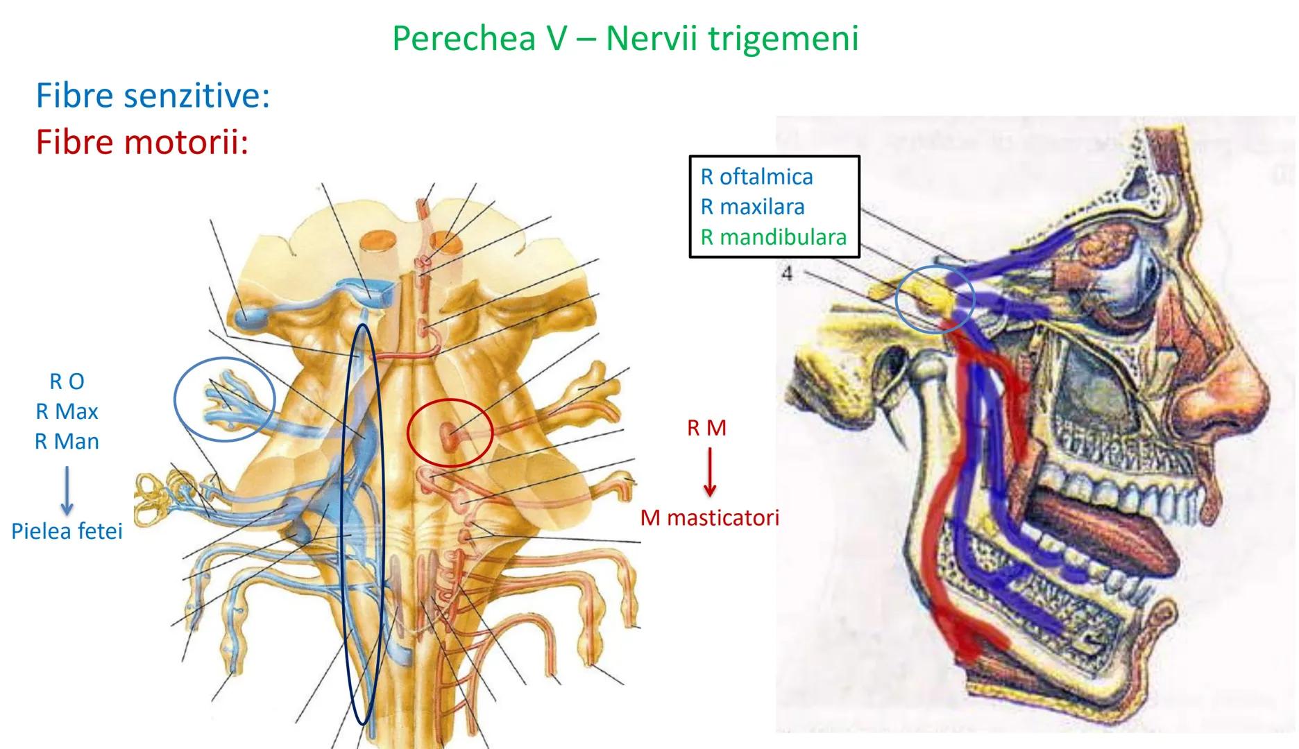 Atom
Tissue
Organelle
Cell
Macromolecule
Chromosome
Molecule
Nucleus
Cell
Nucleosome
DNA
Nucleotide
base pairs:
Guanine
Cytosine
Ad