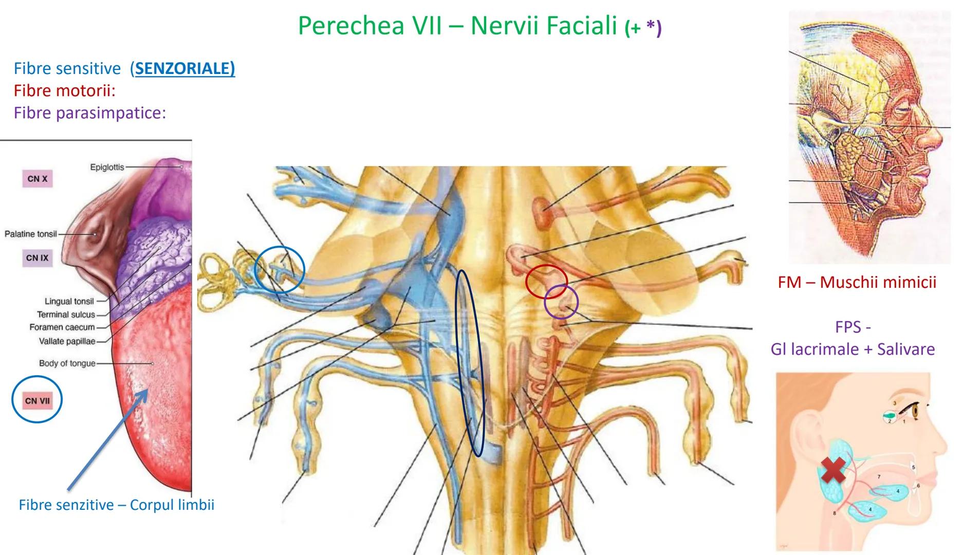 Atom
Tissue
Organelle
Cell
Macromolecule
Chromosome
Molecule
Nucleus
Cell
Nucleosome
DNA
Nucleotide
base pairs:
Guanine
Cytosine
Ad
