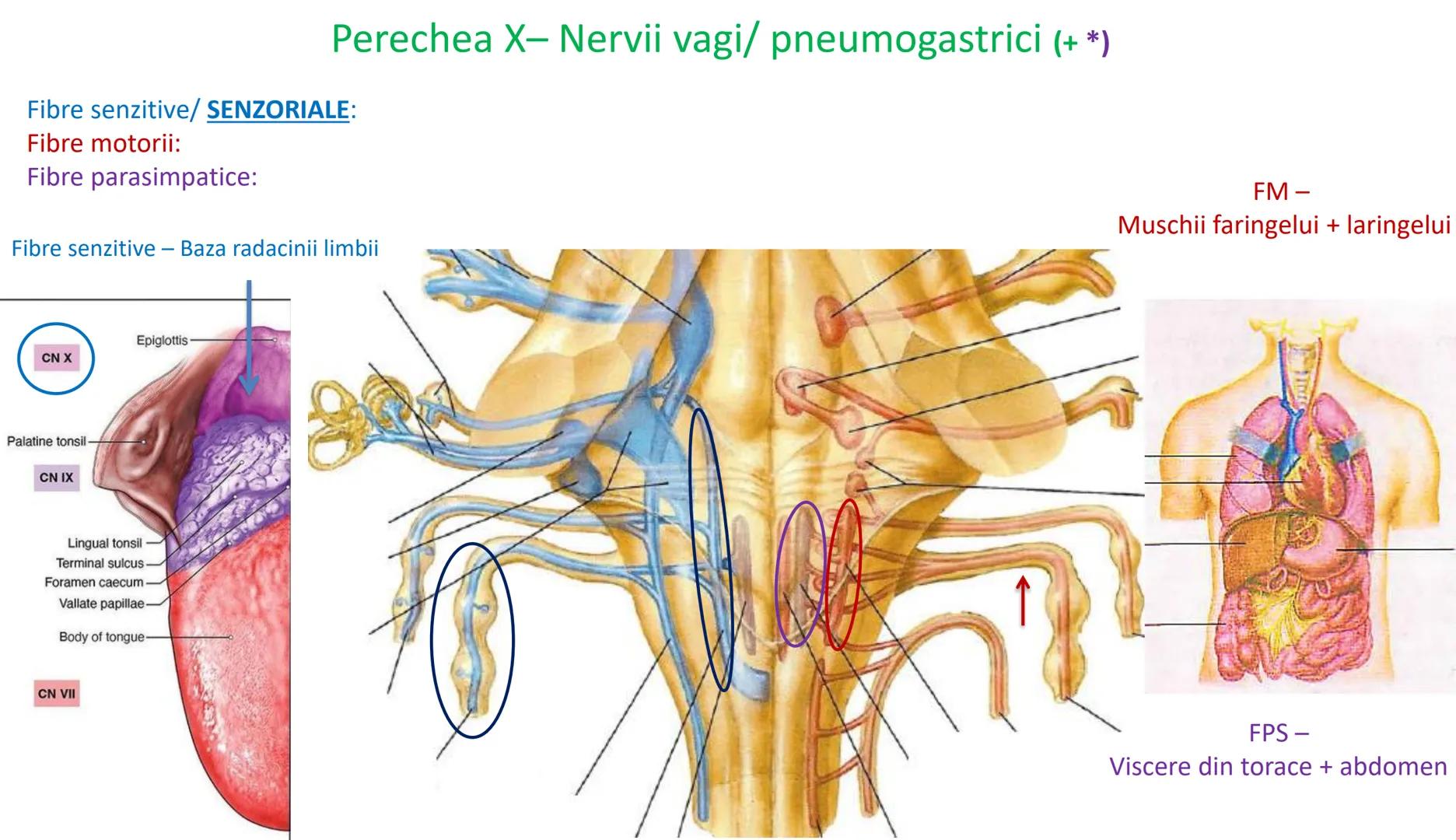 Atom
Tissue
Organelle
Cell
Macromolecule
Chromosome
Molecule
Nucleus
Cell
Nucleosome
DNA
Nucleotide
base pairs:
Guanine
Cytosine
Ad
