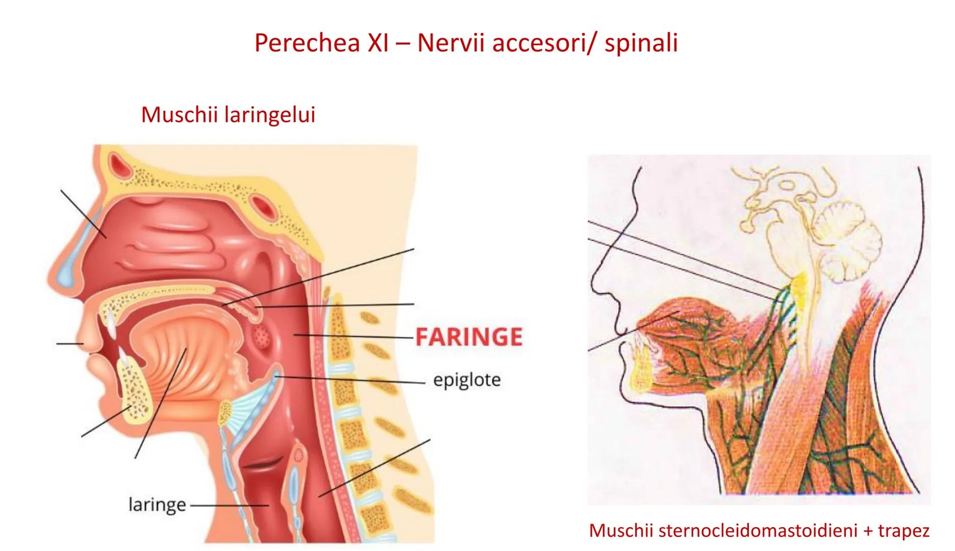 Atom
Tissue
Organelle
Cell
Macromolecule
Chromosome
Molecule
Nucleus
Cell
Nucleosome
DNA
Nucleotide
base pairs:
Guanine
Cytosine
Ad