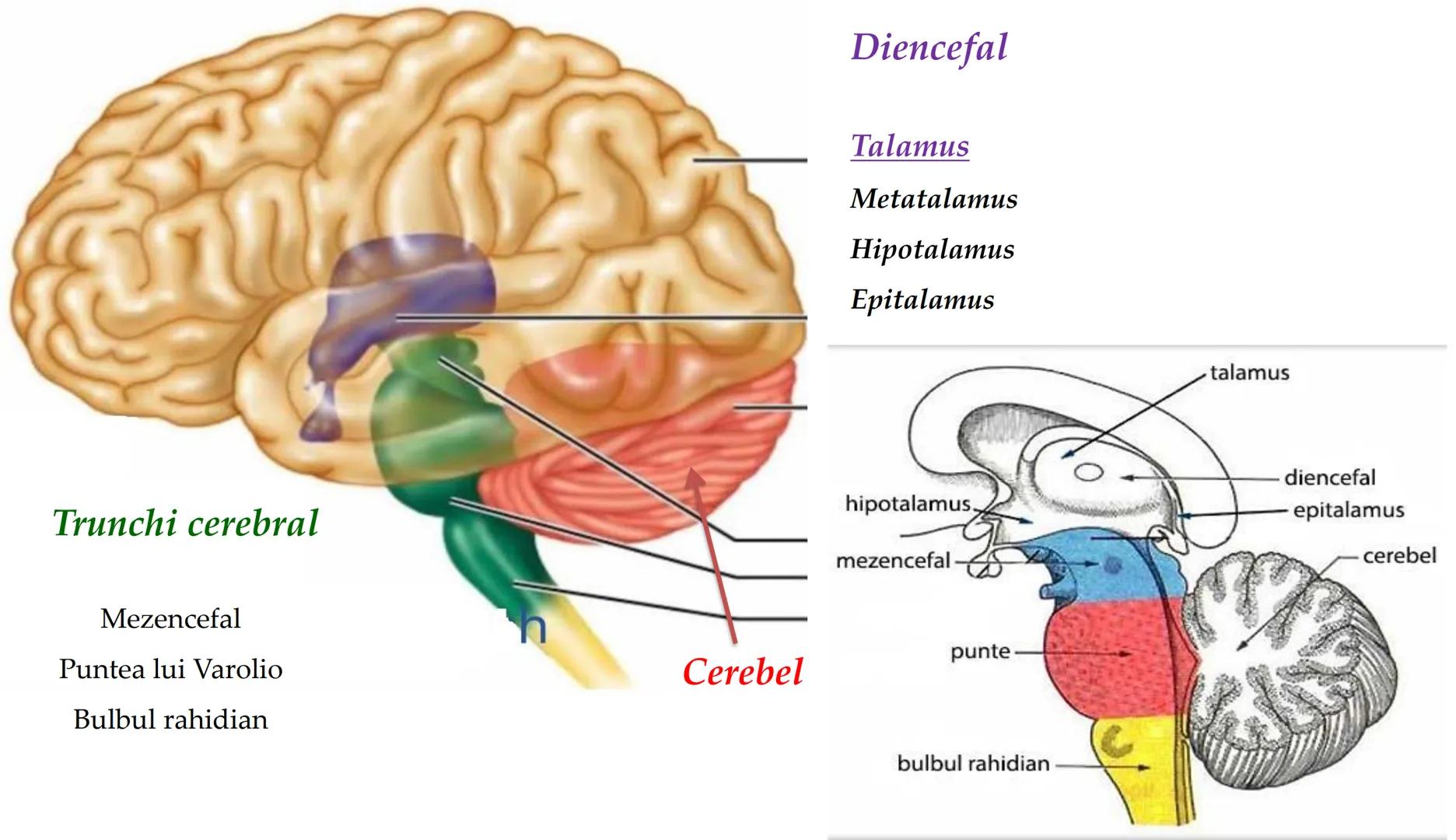 Atom
Tissue
Organelle
Cell
Macromolecule
Chromosome
Molecule
Nucleus
Cell
Nucleosome
DNA
Nucleotide
base pairs:
Guanine
Cytosine
Ad