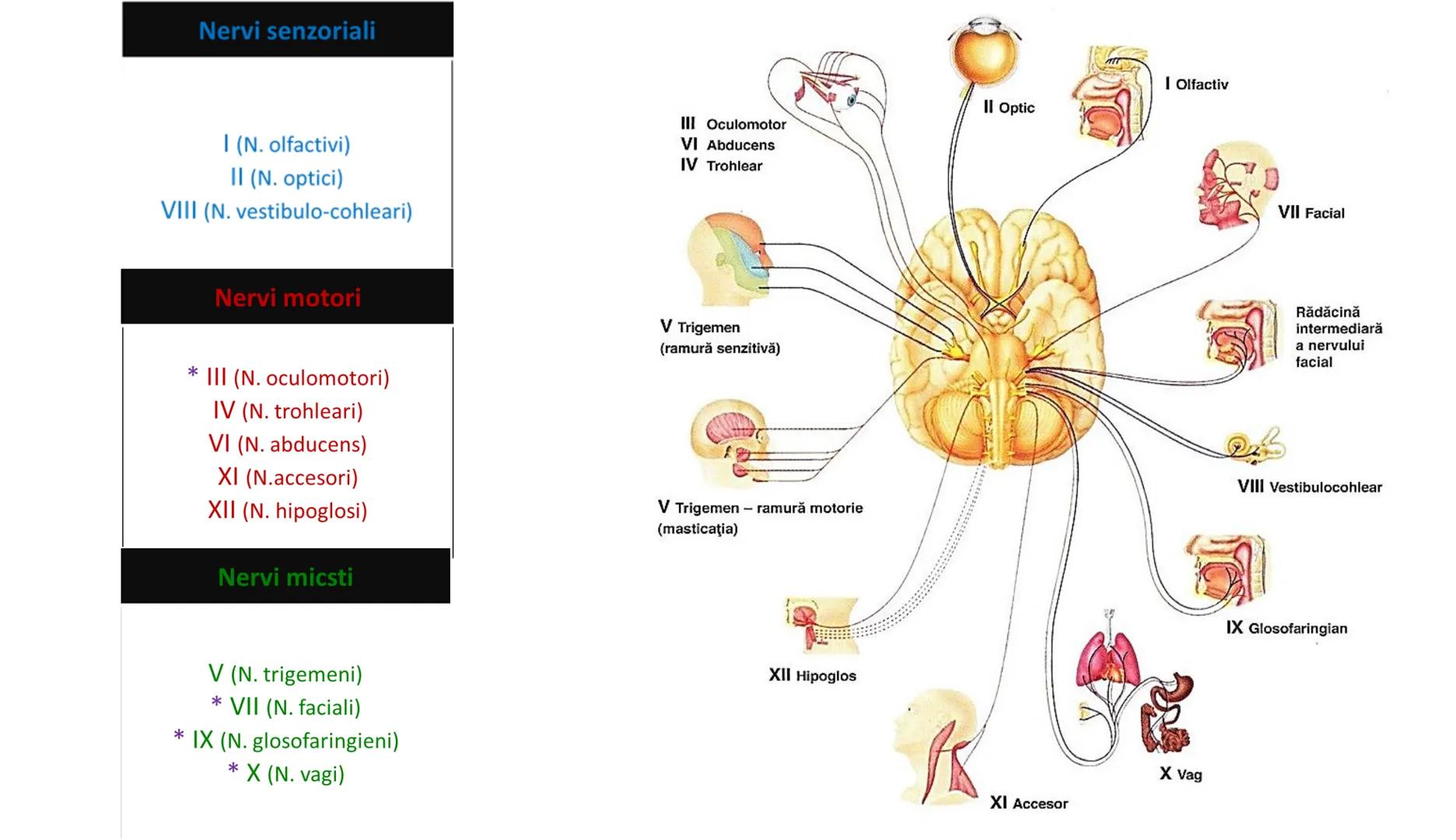 Atom
Tissue
Organelle
Cell
Macromolecule
Chromosome
Molecule
Nucleus
Cell
Nucleosome
DNA
Nucleotide
base pairs:
Guanine
Cytosine
Ad