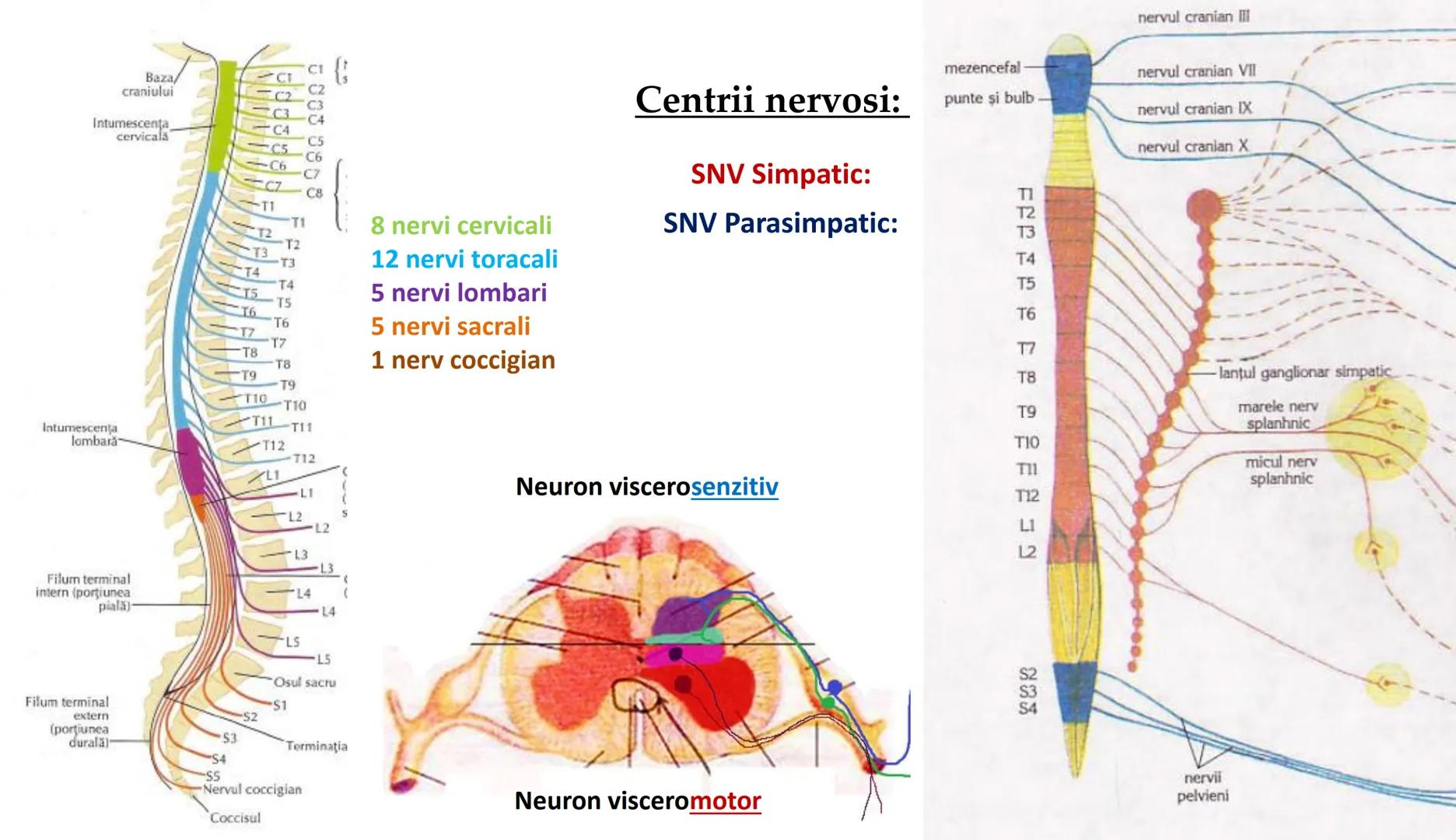 Atom
Tissue
Organelle
Cell
Macromolecule
Chromosome
Molecule
Nucleus
Cell
Nucleosome
DNA
Nucleotide
base pairs:
Guanine
Cytosine
Ad