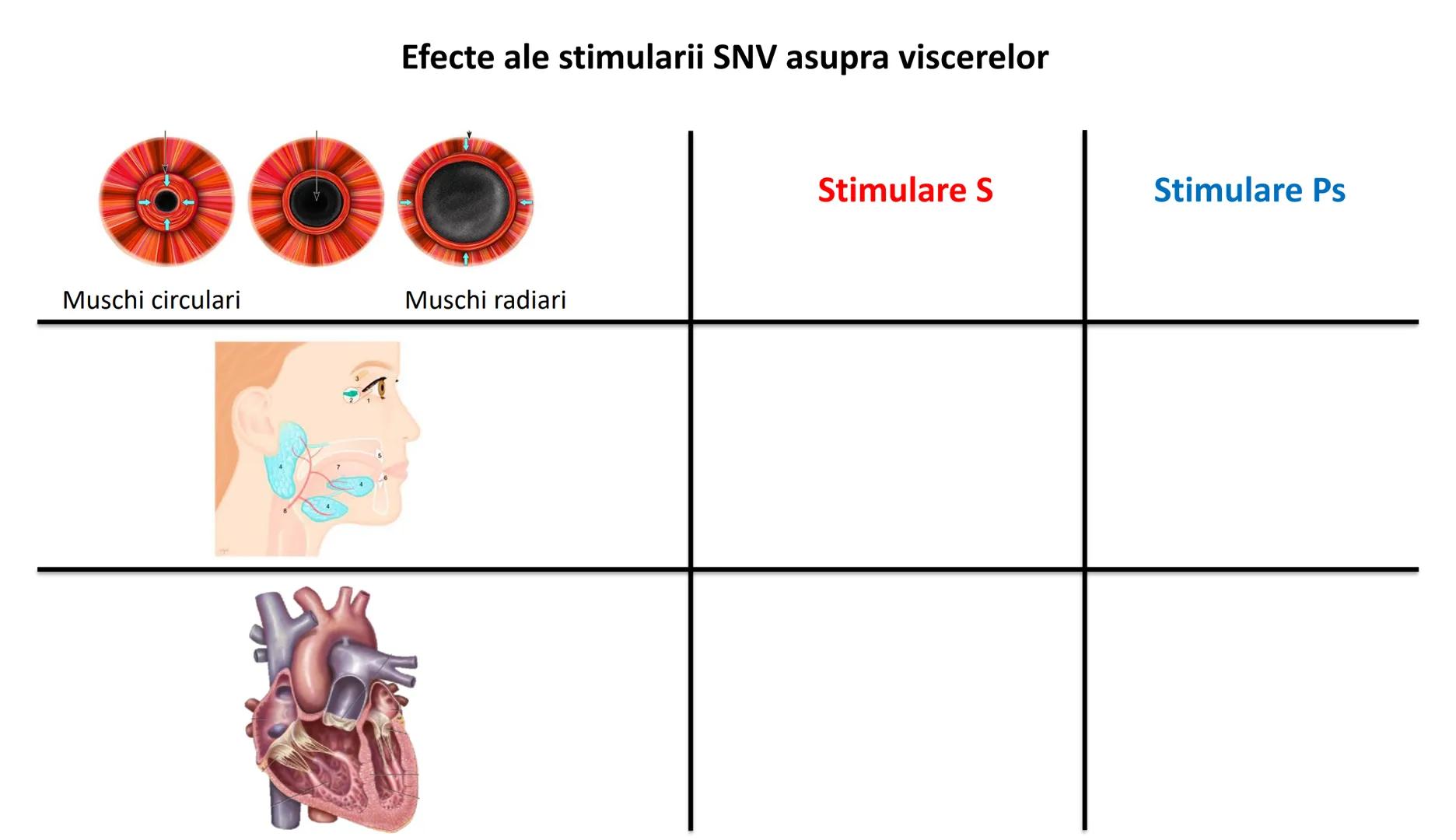 Atom
Tissue
Organelle
Cell
Macromolecule
Chromosome
Molecule
Nucleus
Cell
Nucleosome
DNA
Nucleotide
base pairs:
Guanine
Cytosine
Ad