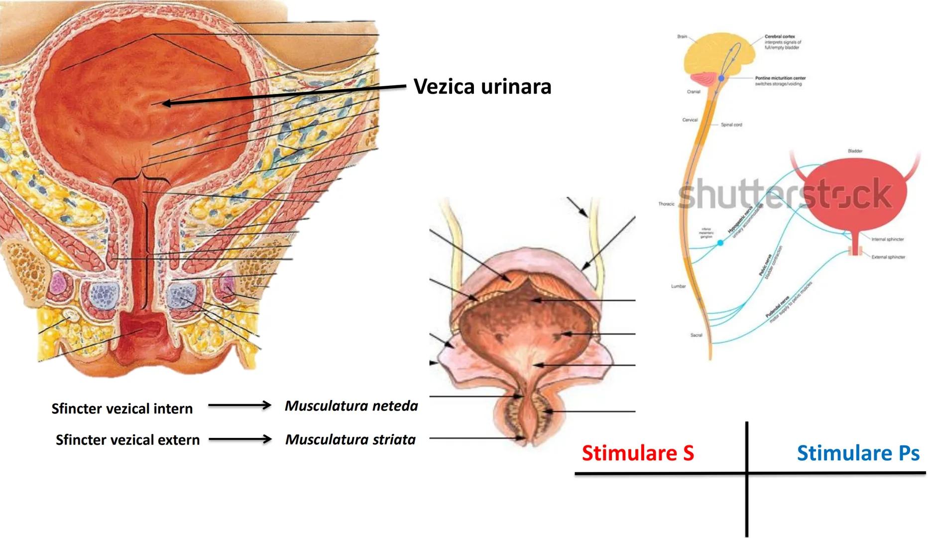 Atom
Tissue
Organelle
Cell
Macromolecule
Chromosome
Molecule
Nucleus
Cell
Nucleosome
DNA
Nucleotide
base pairs:
Guanine
Cytosine
Ad