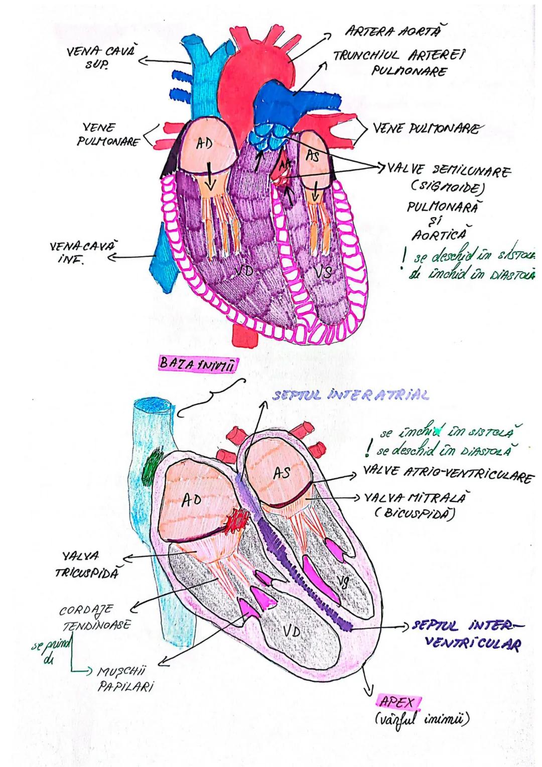 --- OCR Start ---
SIST. CARDIOVASCULAR
* este responsabil de furnizarea nutrienților și a oxigenului către țesuturi
* responsabil de îndepăr