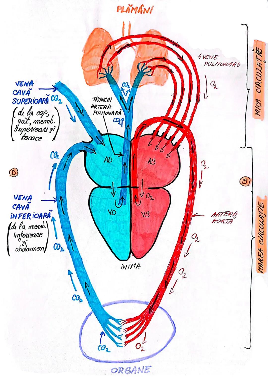 --- OCR Start ---
SIST. CARDIOVASCULAR
* este responsabil de furnizarea nutrienților și a oxigenului către țesuturi
* responsabil de îndepăr