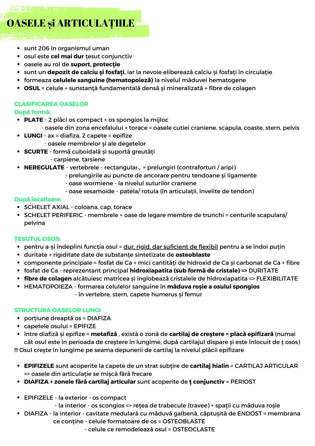 --- OCR Start ---
OASELE ȘI ARTICULAȚIILE
• sunt 206 în organismul uman
• osul este cel mai dur țesut conjunctiv
• oasele au rol de suport,