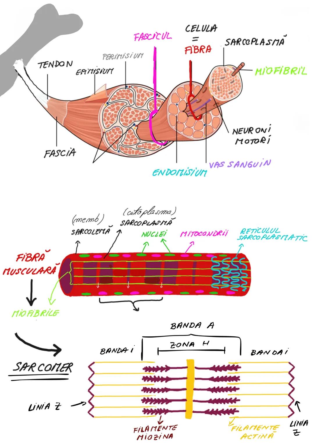 --- OCR Start ---
OASELE ȘI ARTICULAȚIILE
• sunt 206 în organismul uman
• osul este cel mai dur țesut conjunctiv
• oasele au rol de suport,