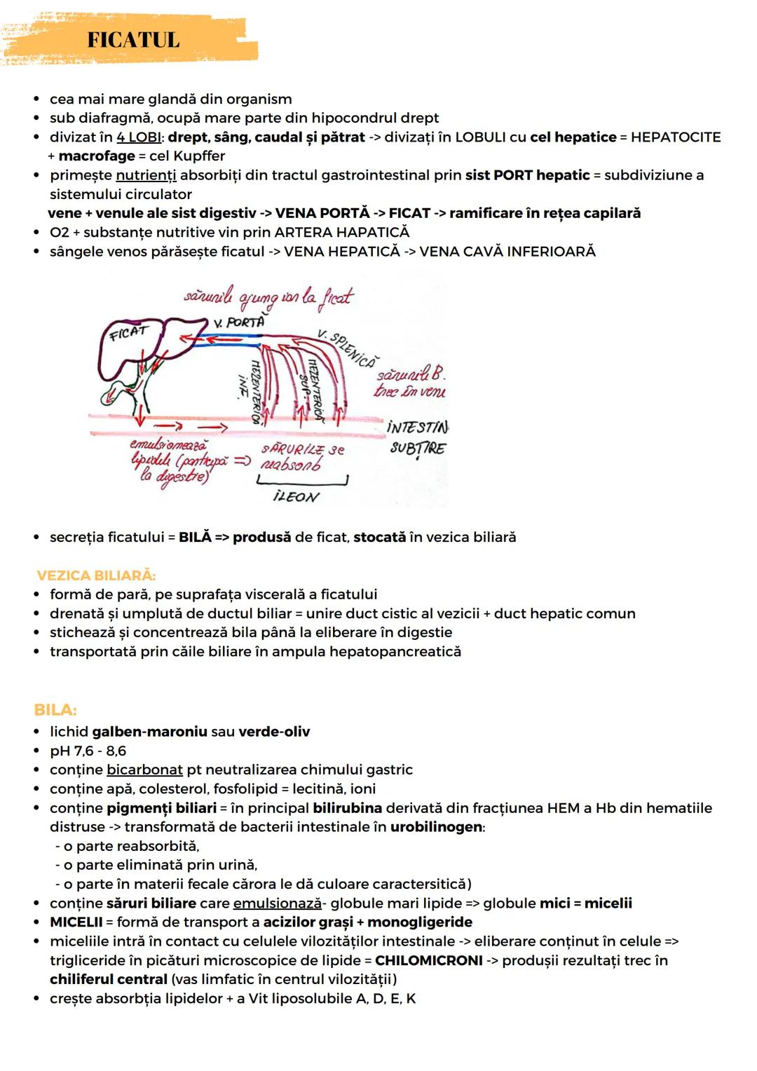 --- OCR Start ---
SIST. DIGESTIV
Are 2 FUNCŢII:
- descompunerea moleculelor mari din alimente în molecule mici
- absorbție molecule mici, mi