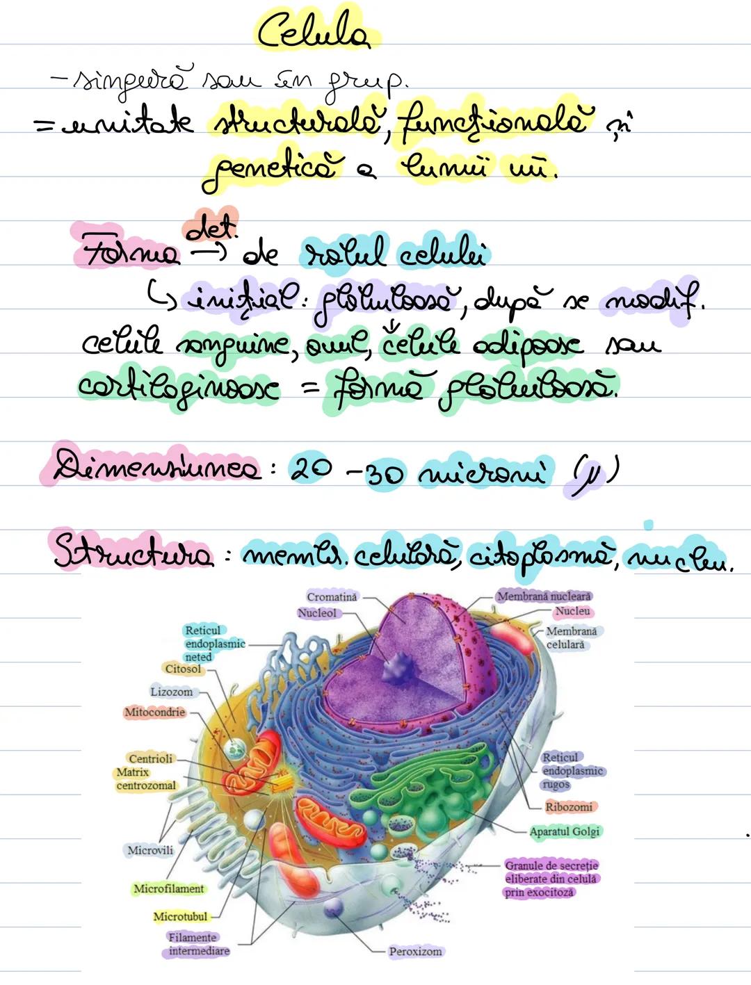 # Celula
- singură sau în grup.
= unitate structurale, functionale
pemetică a lumui ий.
Forma $\rightarrow$ det. de rolul celulei
() initial