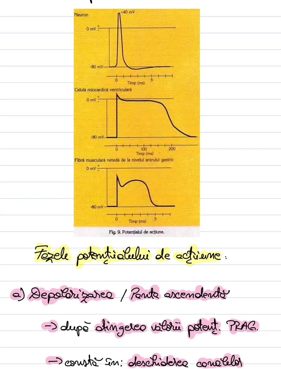 B. Potentialul de memberonă
-mentinere: consum de ATP.
- permealulitates selective a membronci
celulde
- activitatea pompei Na+ K+ (+ATP)
-
