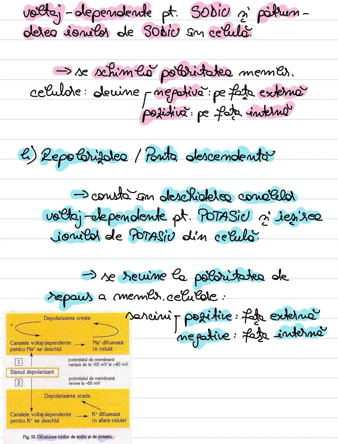 B. Potentialul de memberonă
-mentinere: consum de ATP.
- permealulitates selective a membronci
celulde
- activitatea pompei Na+ K+ (+ATP)
-