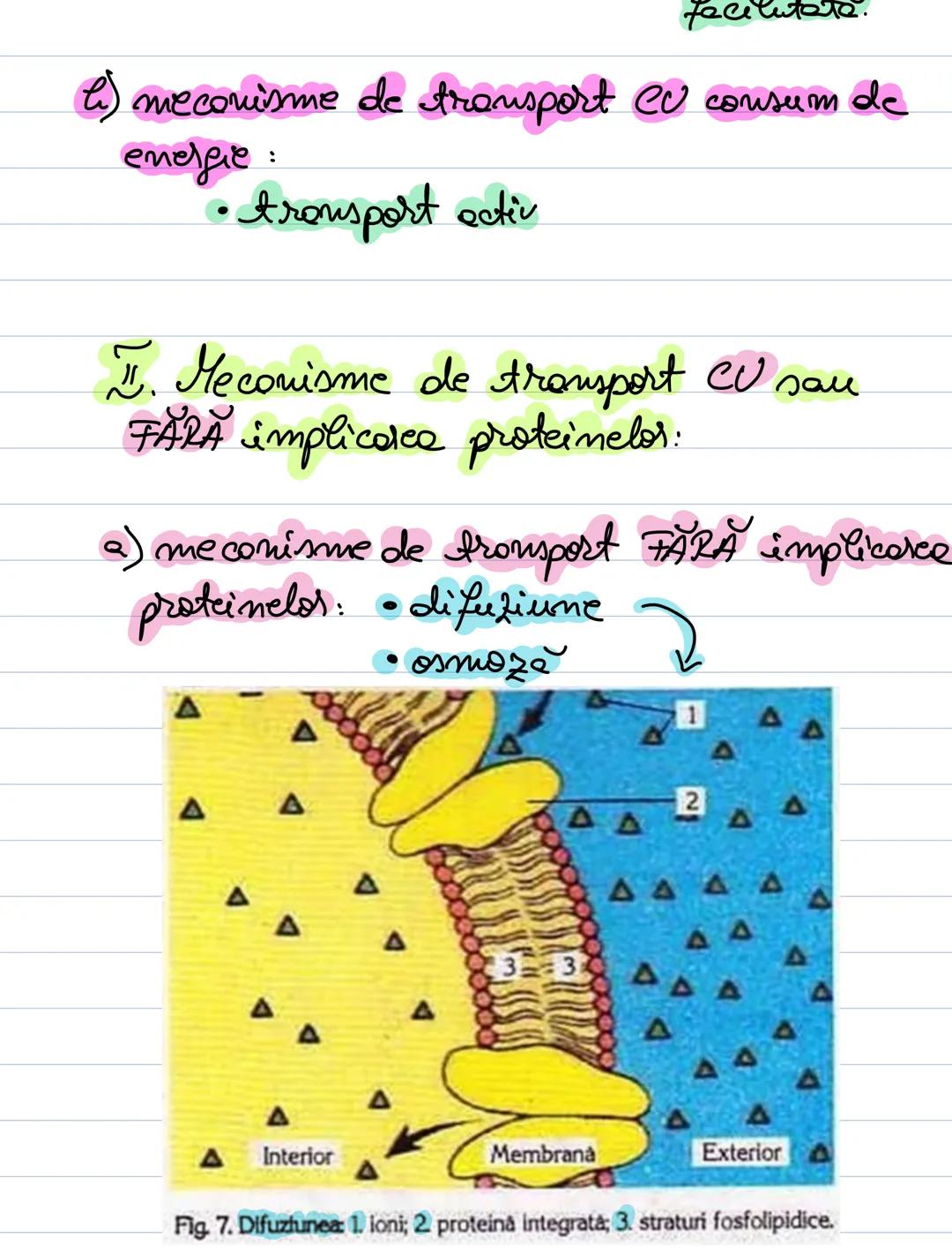 A. Transportul transmembranad
= Transportă sulist. dod prin membrana
celuloro.
- se bazează pe o aususire a memilromei
celulde = permeabil