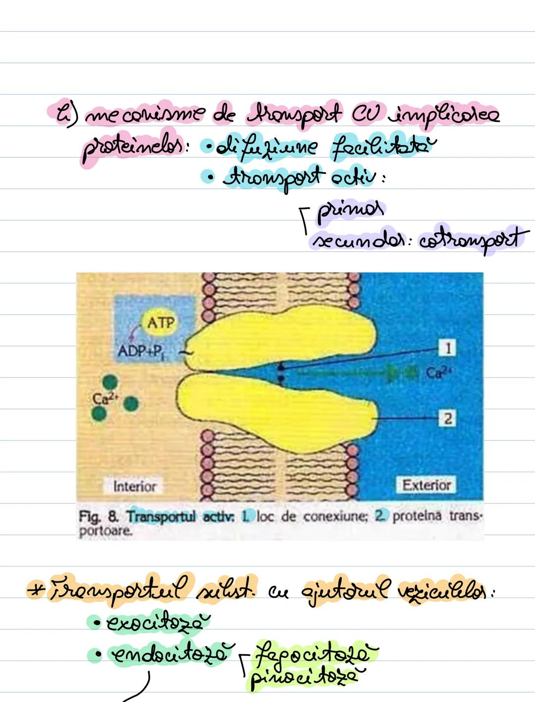 A. Transportul transmembranad
= Transportă sulist. dod prin membrana
celuloro.
- se bazează pe o aususire a memilromei
celulde = permeabil