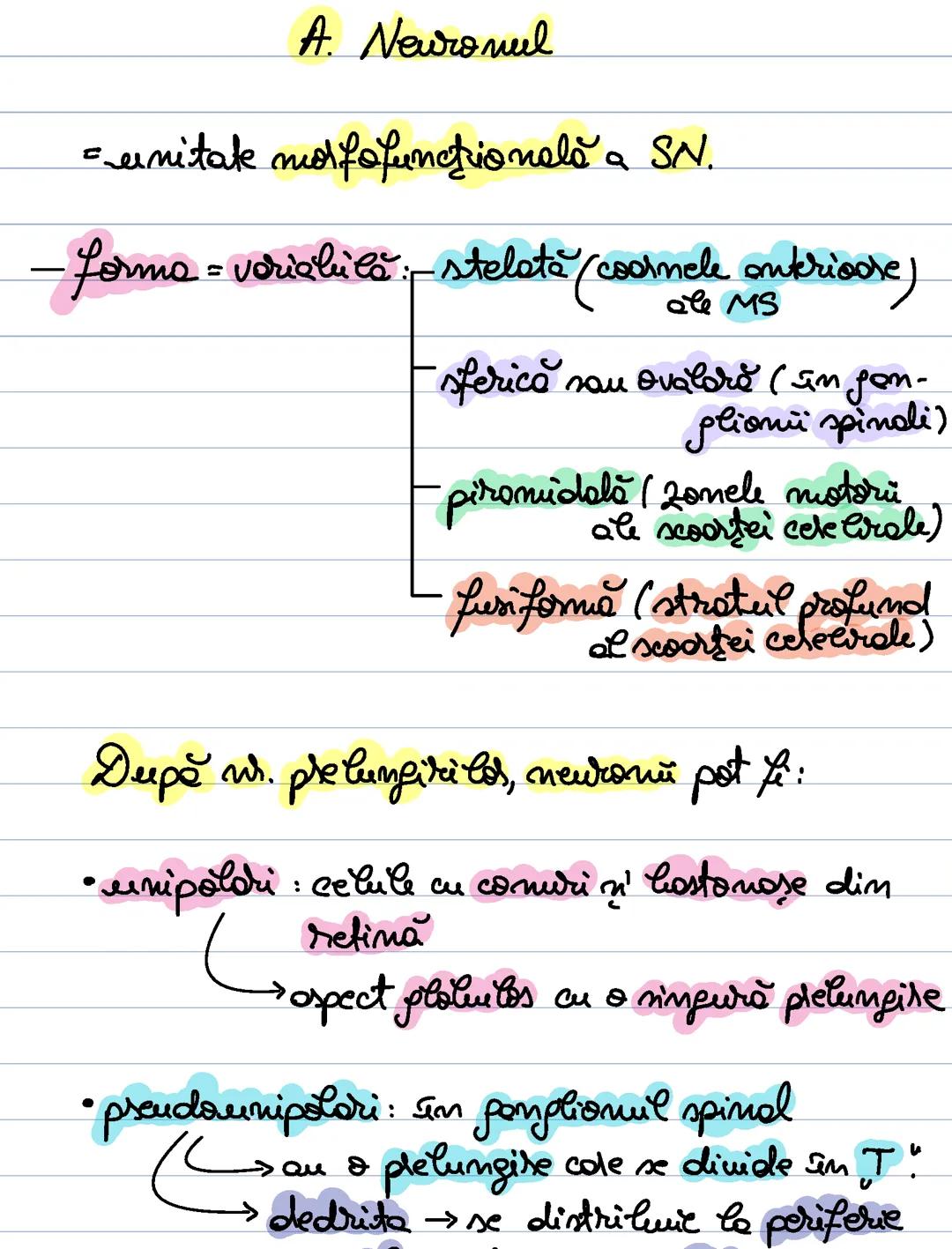 Neuron, nevroglia, sinapsa