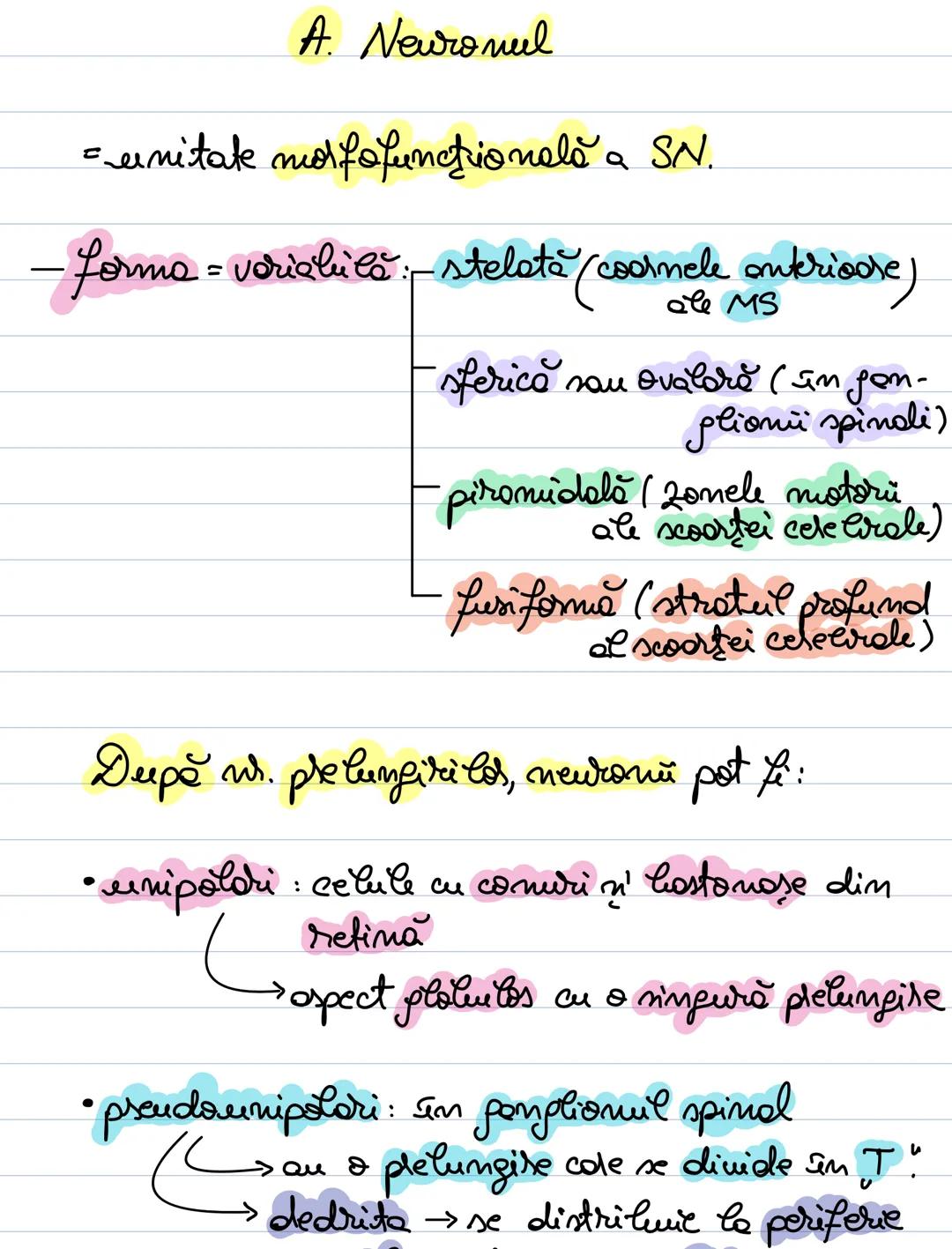 # A. Neuronul
= unitate morfofuncţională a SN.
- forma = variabilă :
- stelata (coarnele anterioare
ale MS)
- sferică sau ovalară (în gangl