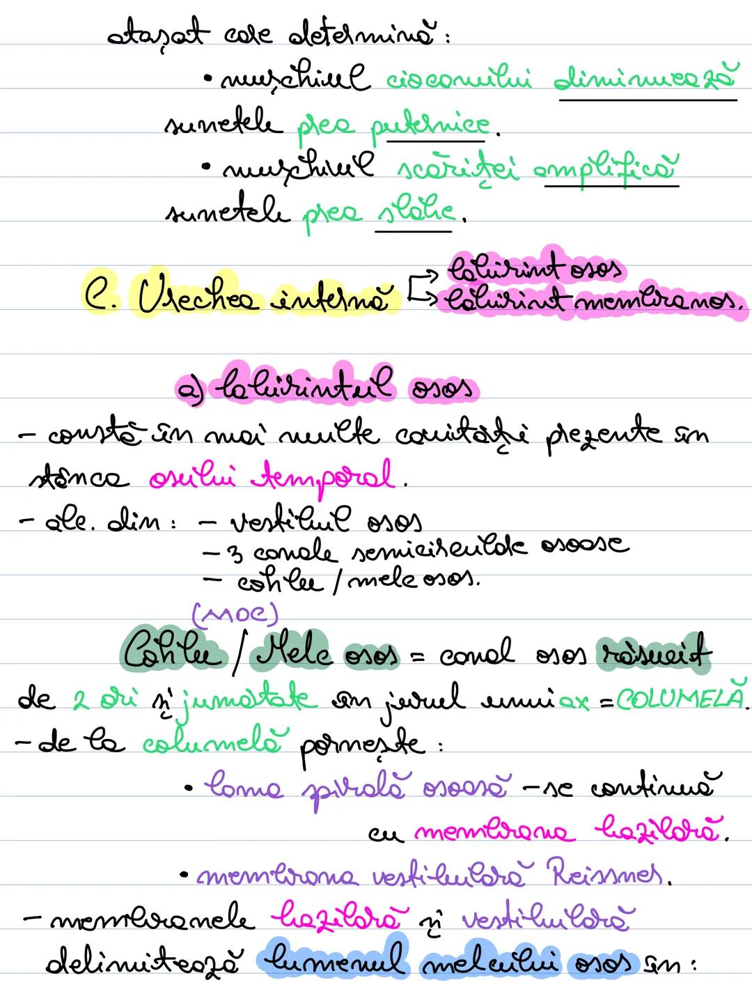 # Analizatorul acustico -
vestibular
- receptorii acustici si vestibulari la nivelul
urechii interne.
# Alcătuirea urechii:
ureche ureche i