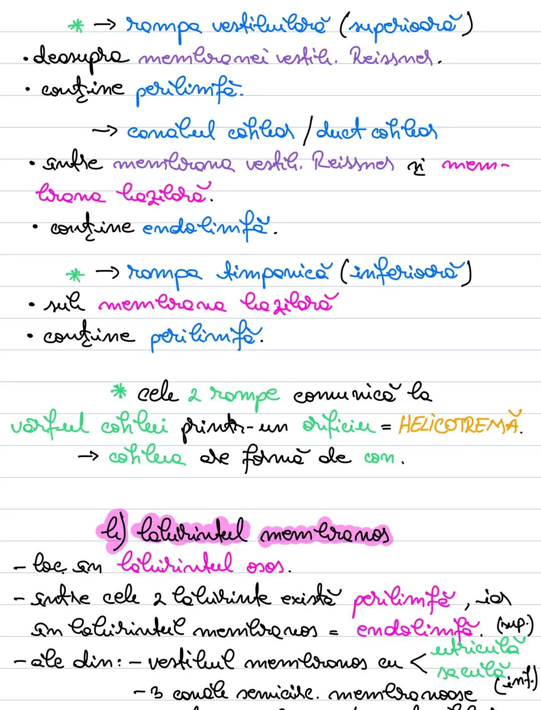 # Analizatorul acustico -
vestibular
- receptorii acustici si vestibulari la nivelul
urechii interne.
# Alcătuirea urechii:
ureche ureche i