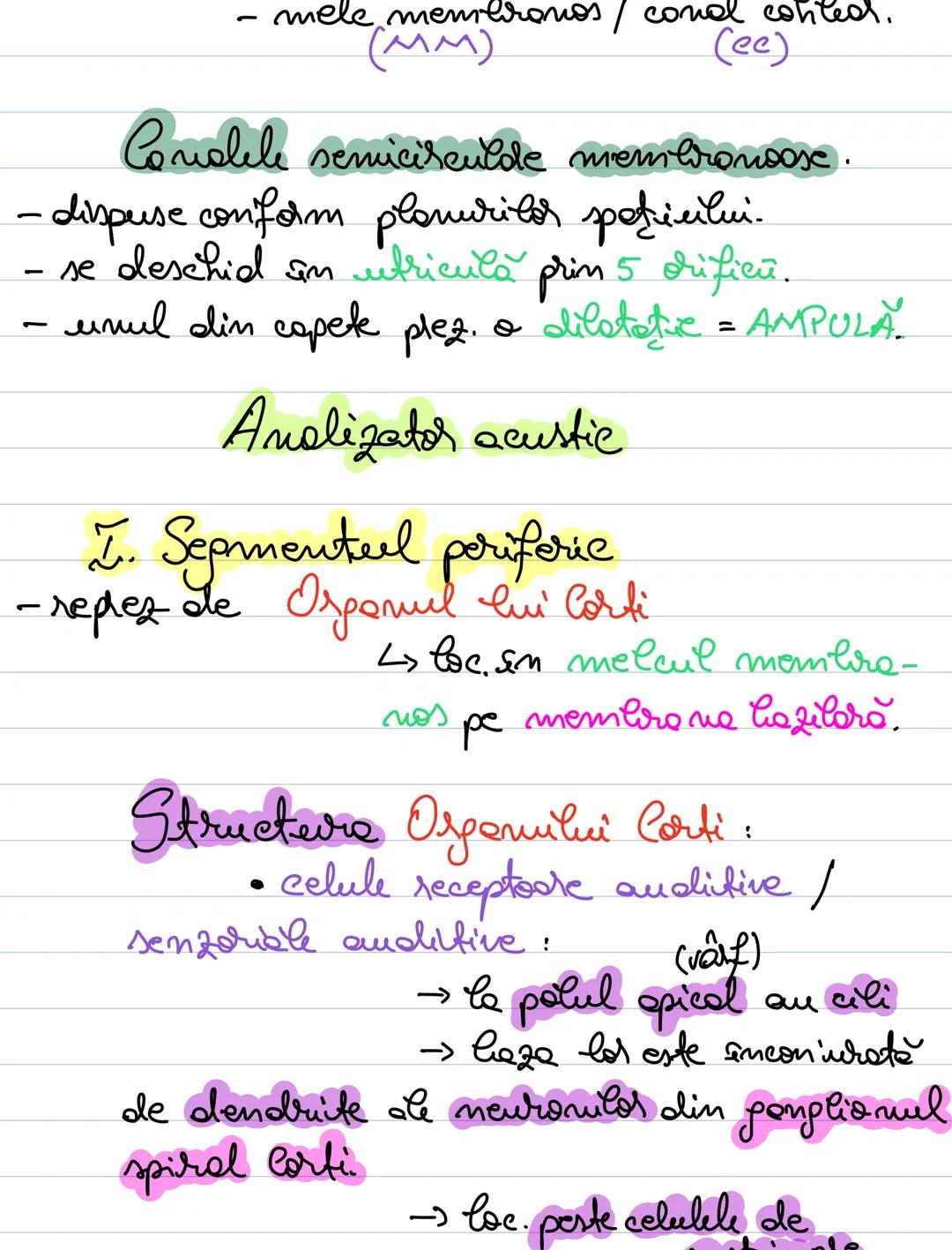 # Analizatorul acustico -
vestibular
- receptorii acustici si vestibulari la nivelul
urechii interne.
# Alcătuirea urechii:
ureche ureche i