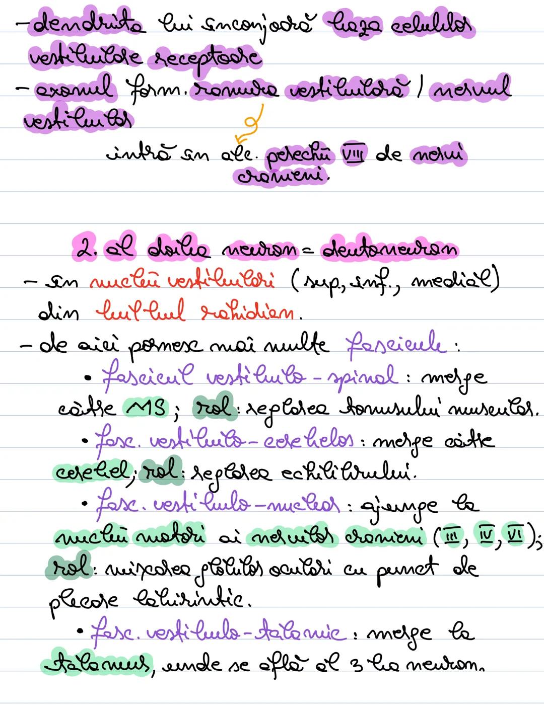 # Analizatorul acustico -
vestibular
- receptorii acustici si vestibulari la nivelul
urechii interne.
# Alcătuirea urechii:
ureche ureche i