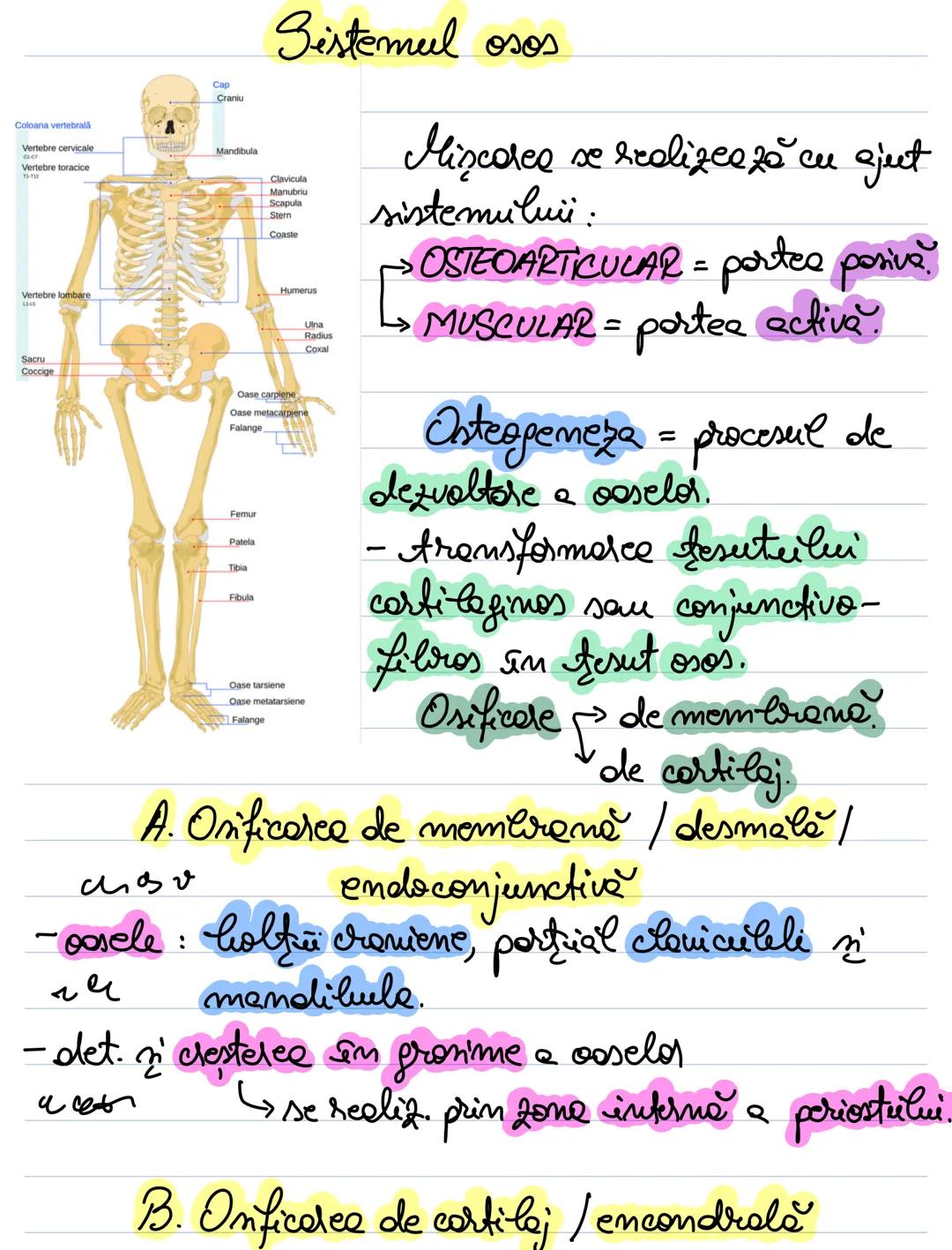 Sistemul Osos Corint