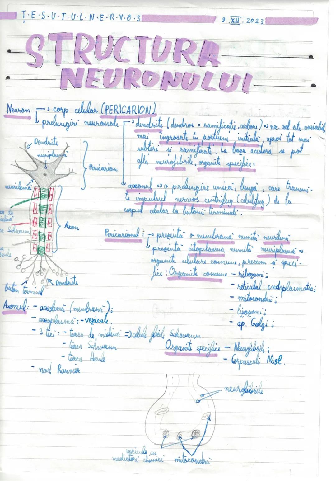 Țesutul nervos și sistemul nervos periferic