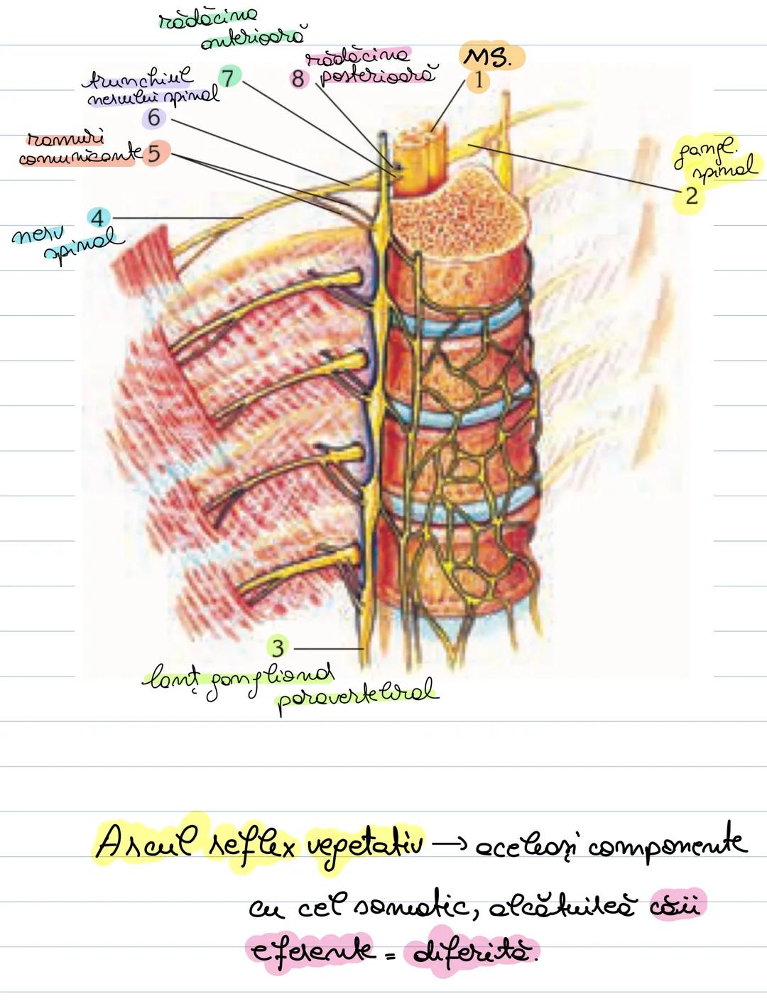 # Sist. Nervos Vegetativ
SNU form. din centrü nervon'
intronevraxial extraneuraxial
se află în relație cu orpanele
a còrd activitate o co