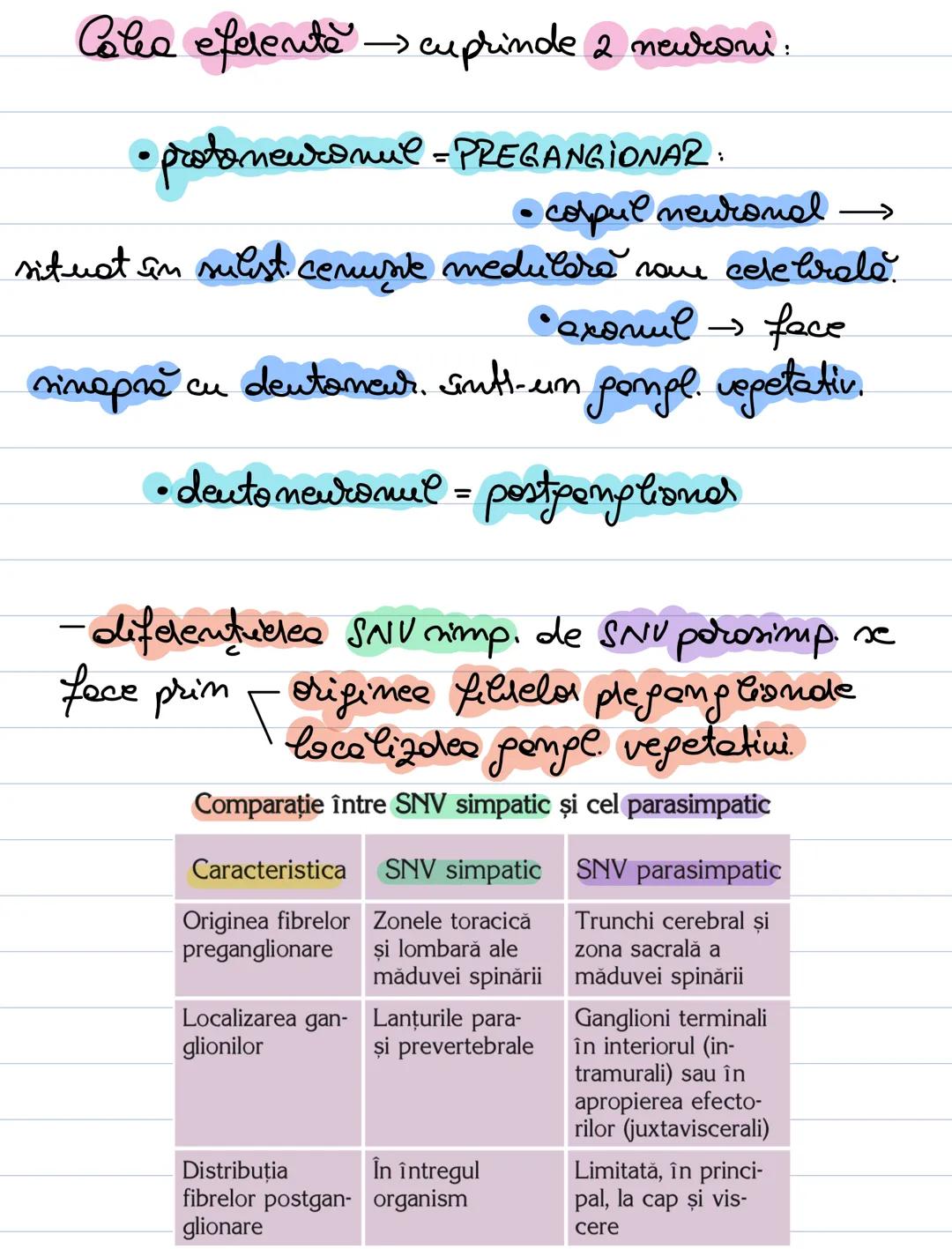 # Sist. Nervos Vegetativ
SNU form. din centrü nervon'
intronevraxial extraneuraxial
se află în relație cu orpanele
a còrd activitate o co