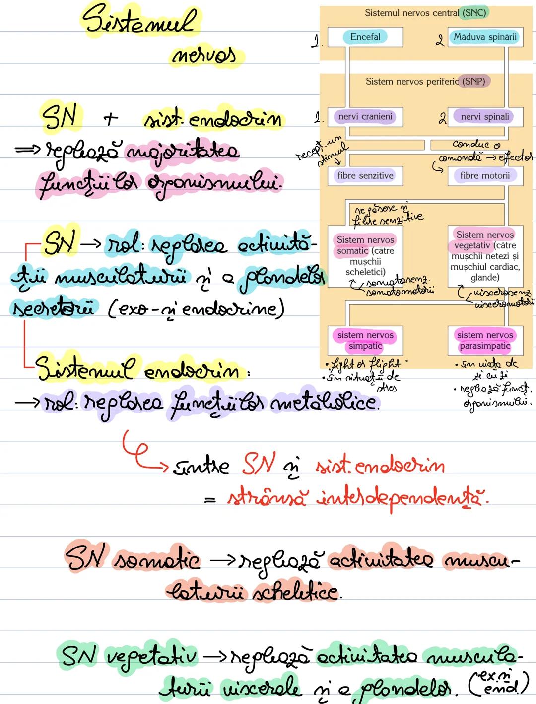 # Sistemul
mervos
SN + sist. endocrin
=> replează majoritatea
funcţii la opomisnuilui.
SN→rol: replerce ectivită-
ții musculaturi į a
