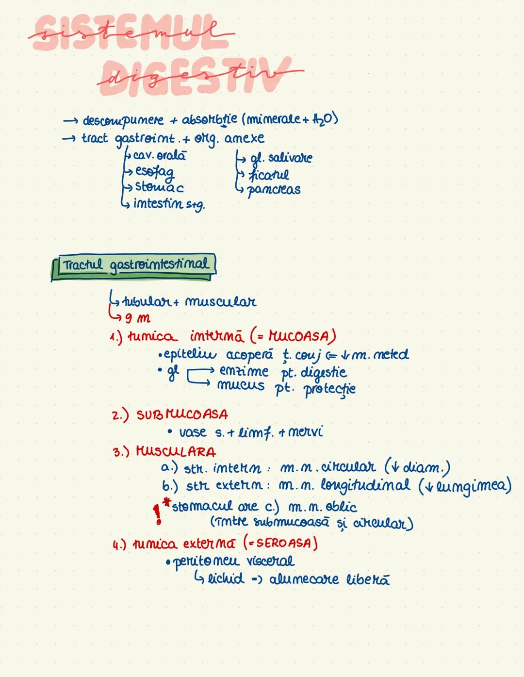 # SISTEMUL
# DIGESTIV
→ descompunere + absorbtie (minerale + H₂O)
→ tract gastroint. + org. amexe
→ cav. orala
→ esofag
→ stomac
→ intestin