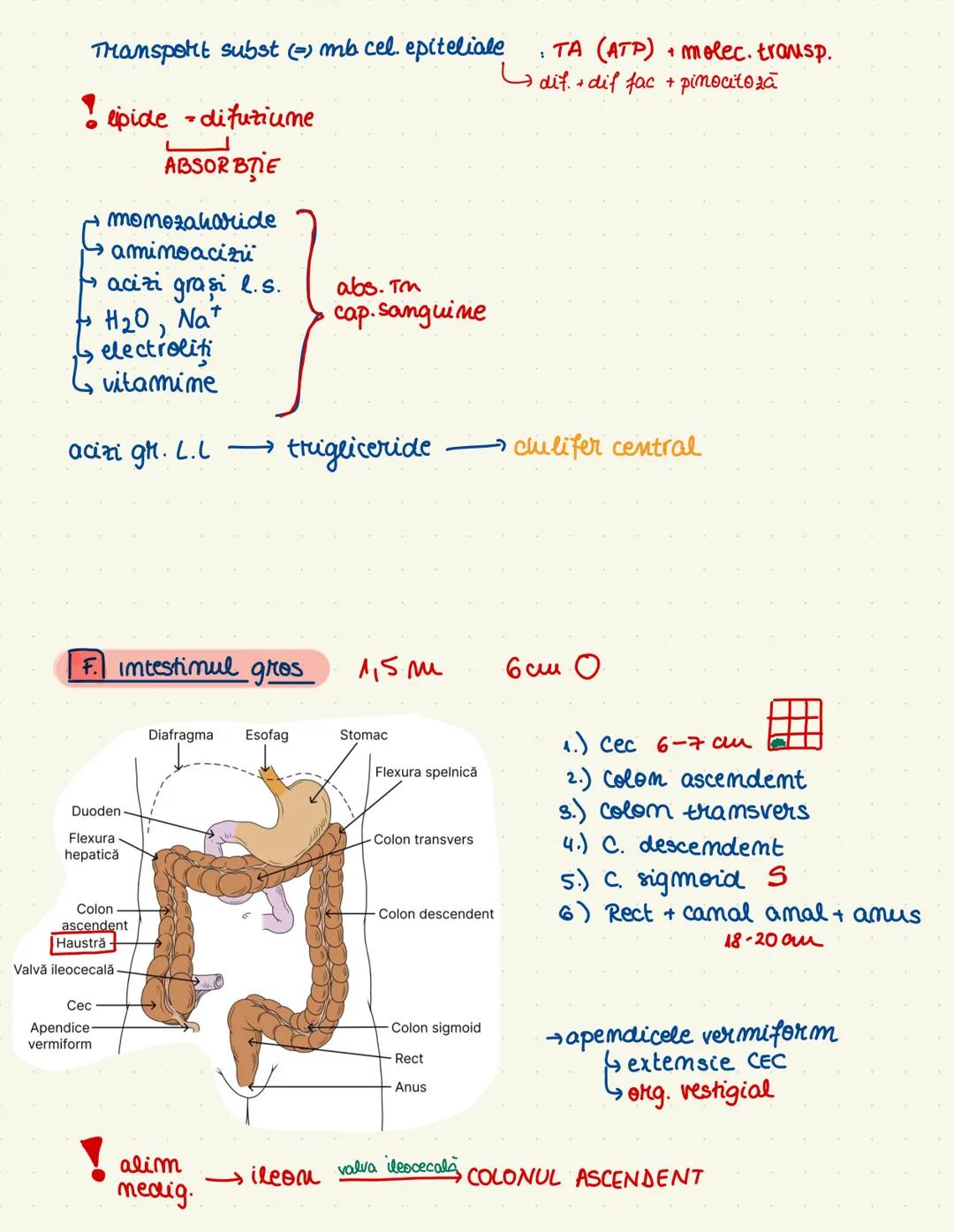 # SISTEMUL
# DIGESTIV
→ descompunere + absorbtie (minerale + H₂O)
→ tract gastroint. + org. amexe
→ cav. orala
→ esofag
→ stomac
→ intestin