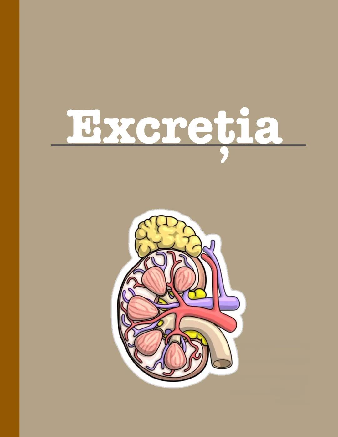 Excreția