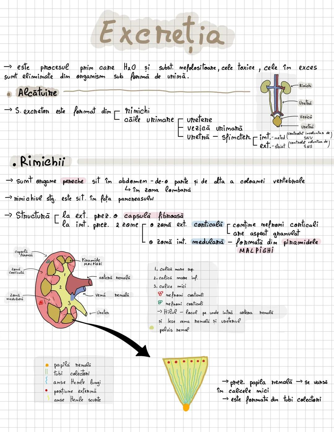 # Excretia
, --- OCR Start ---
Excretia
H2O si subst. mefolositoare, cele toxice, cele în exces
→ este procesul prim care
sumt elimimate dim