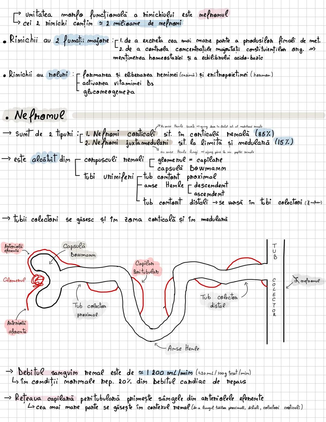 # Excretia
, --- OCR Start ---
Excretia
H2O si subst. mefolositoare, cele toxice, cele în exces
→ este procesul prim care
sumt elimimate dim